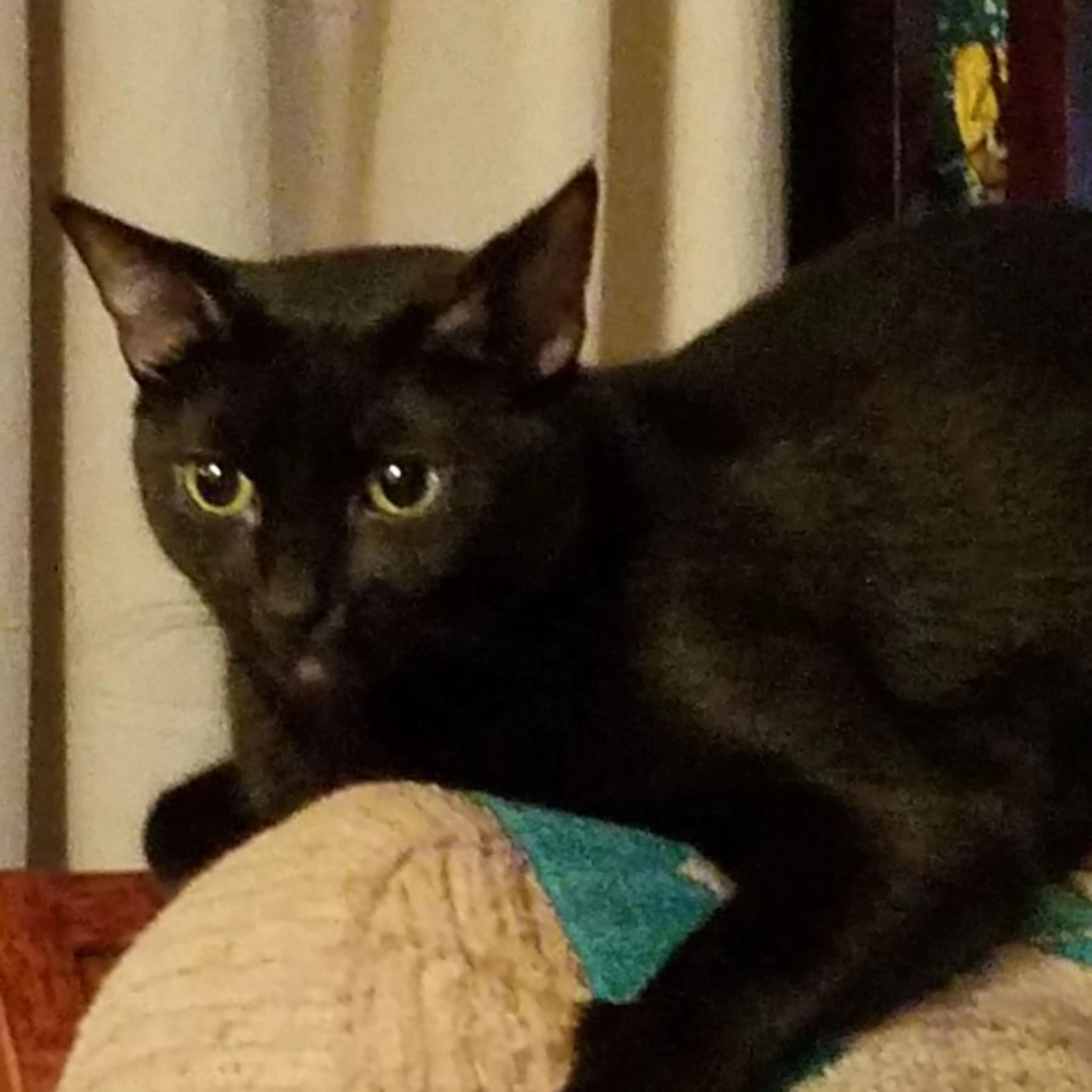 Lost pet
