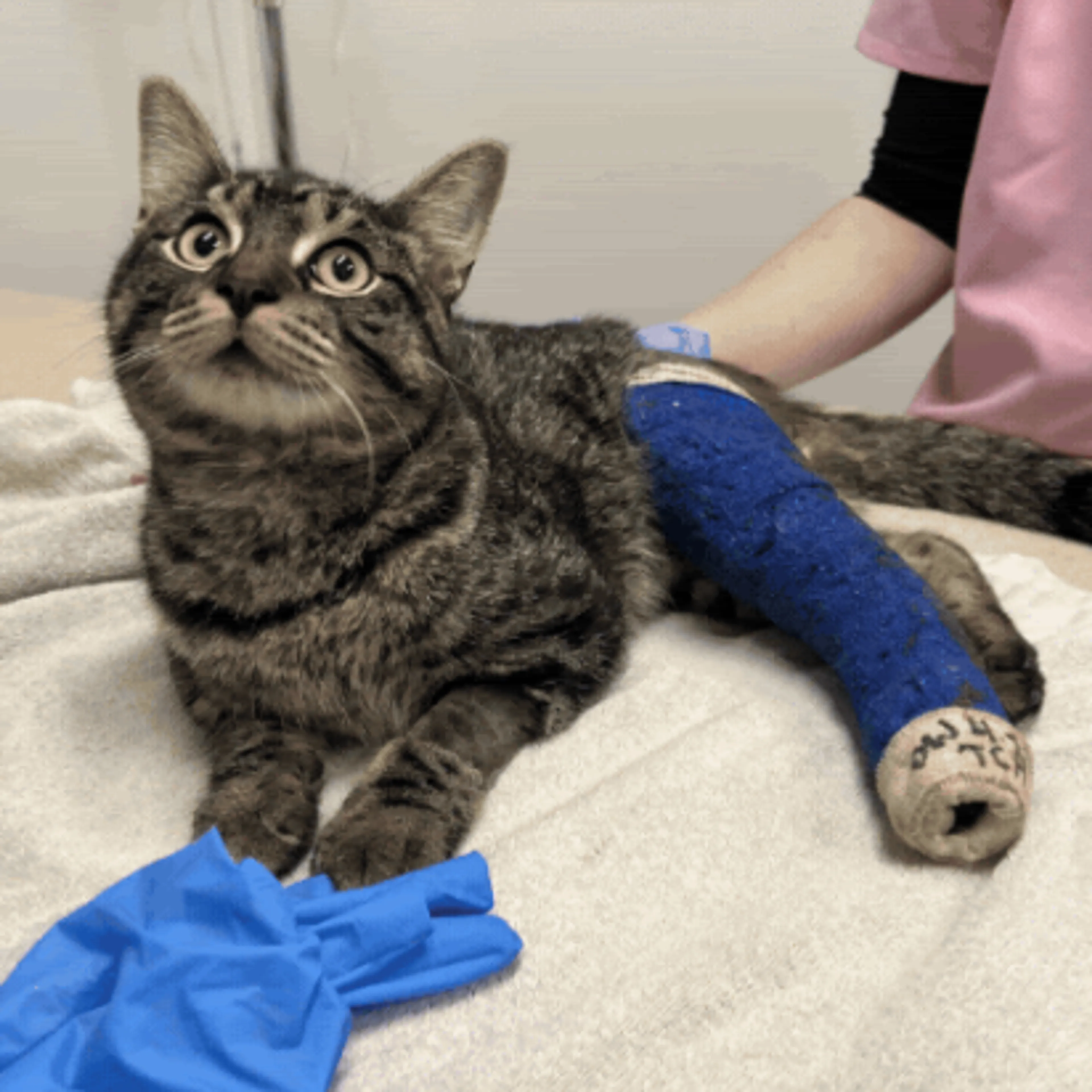 Found pet-1