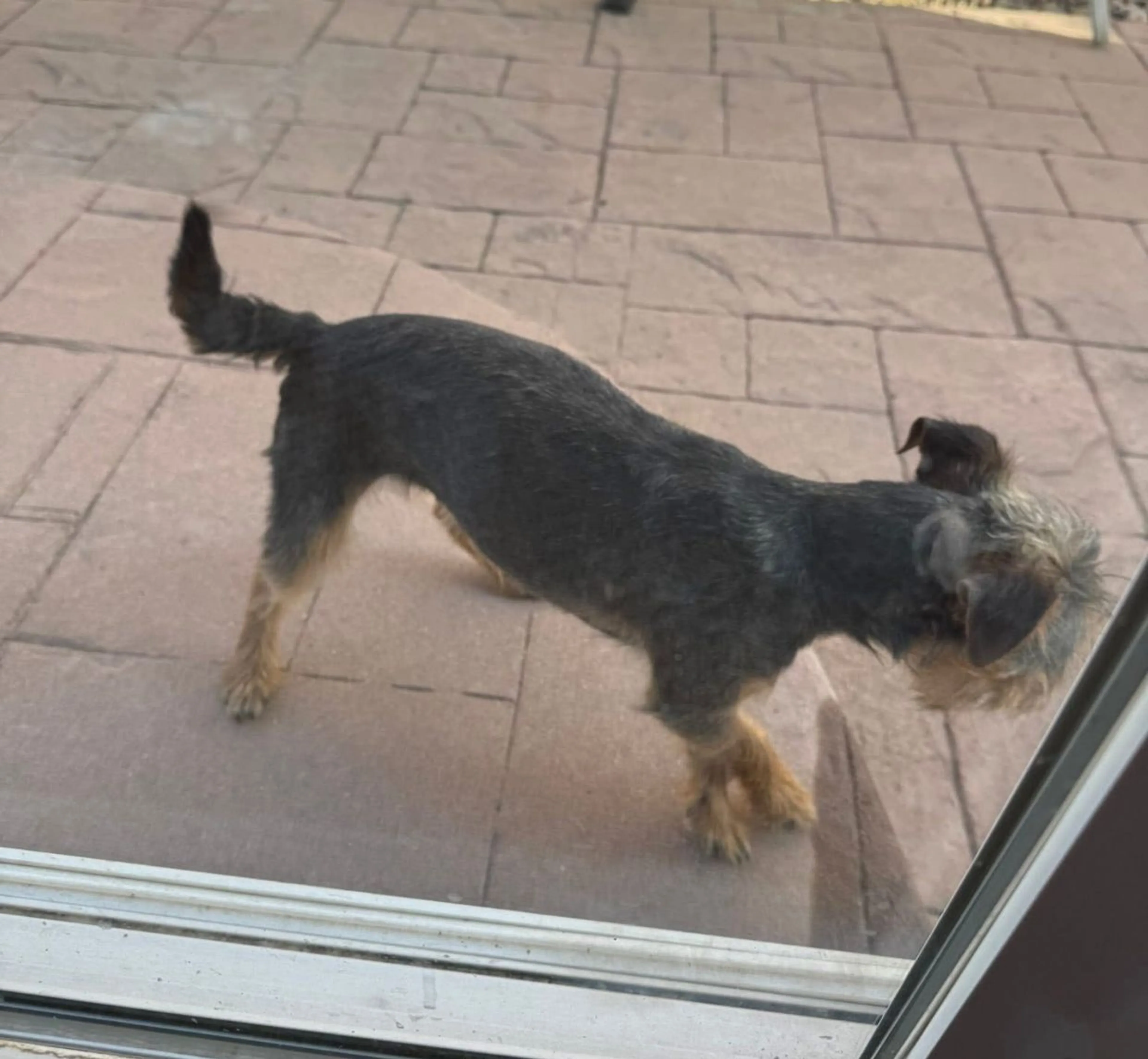Lost pet-3