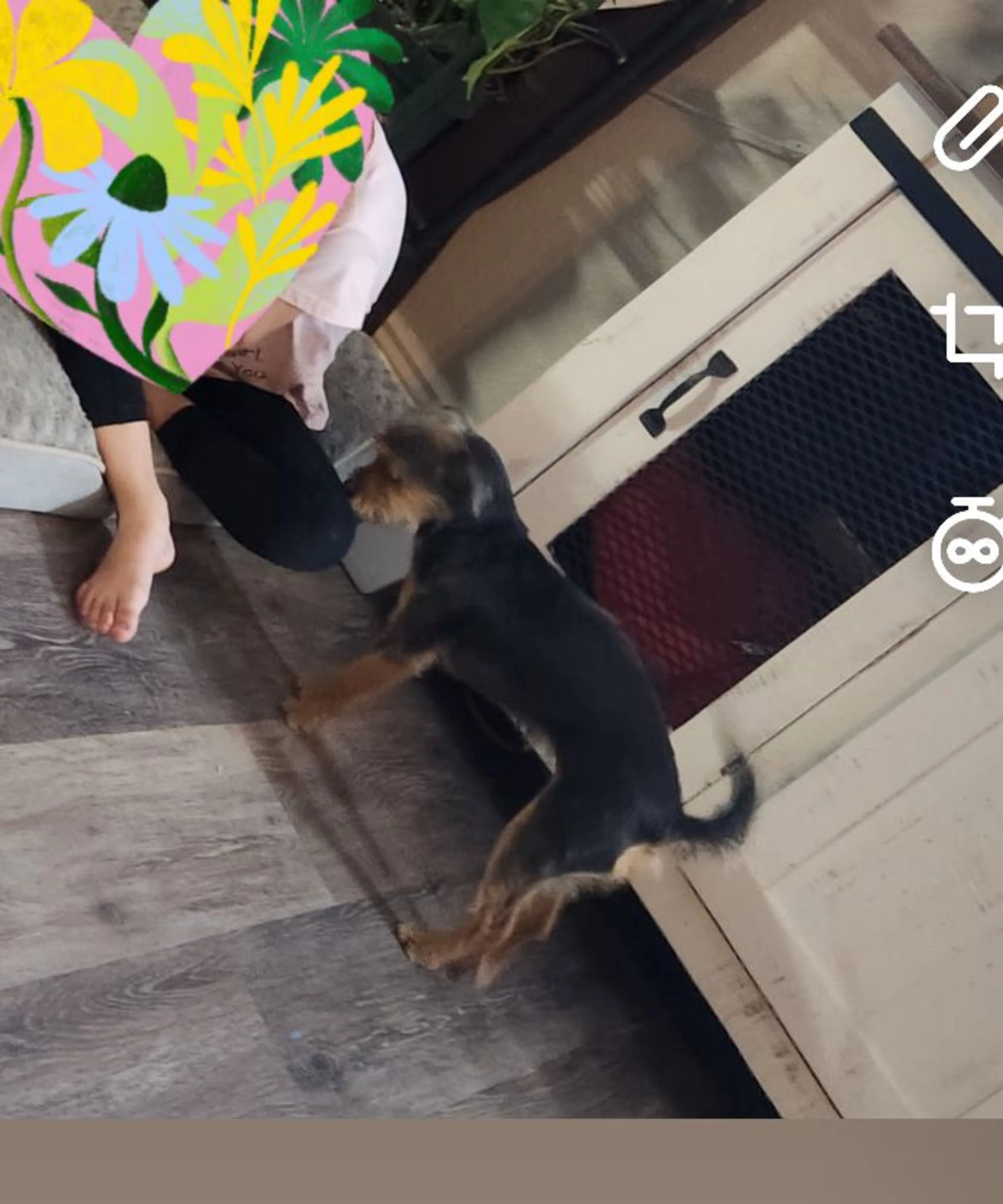 Lost pet-1