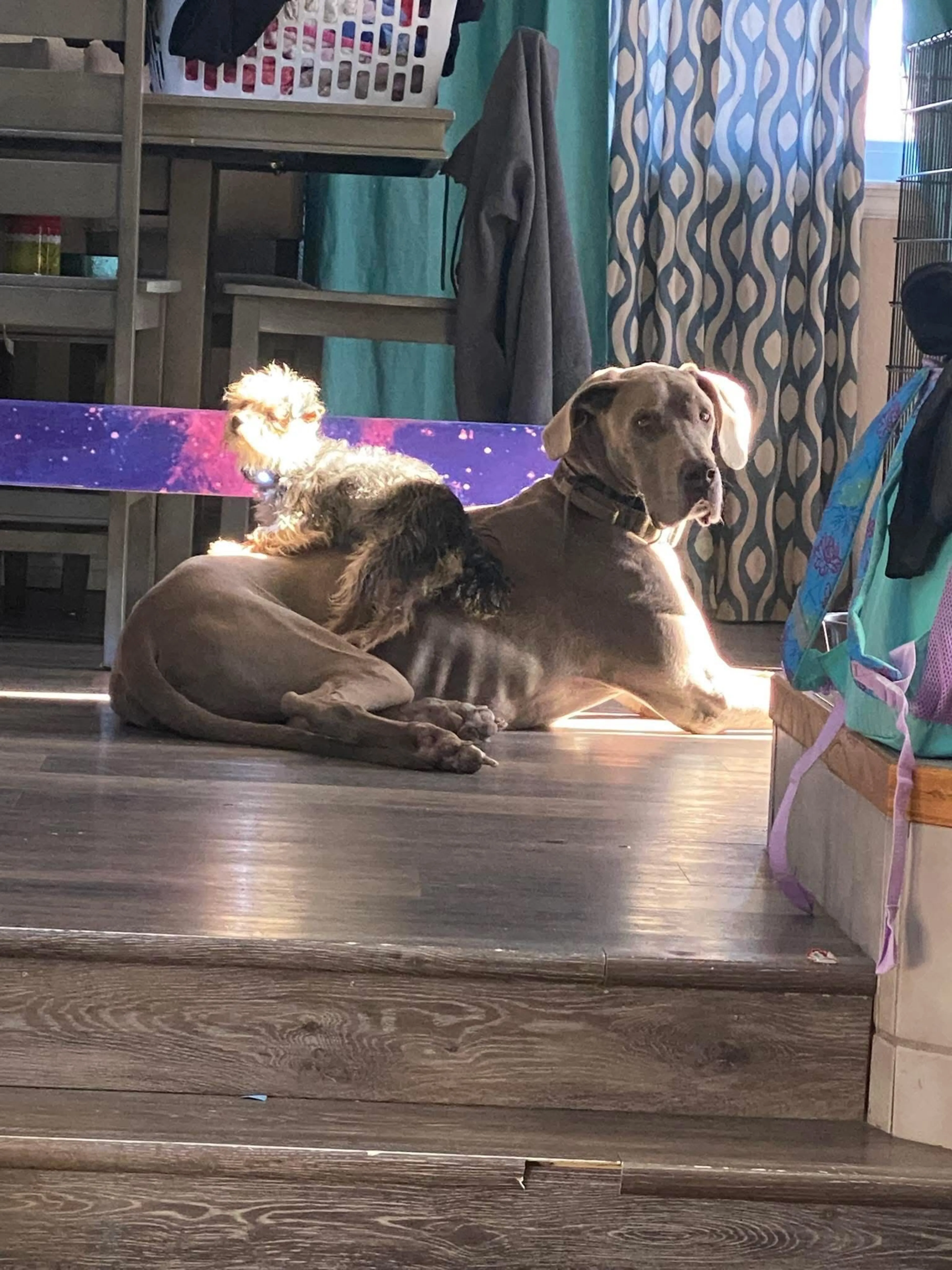 Lost pet-2