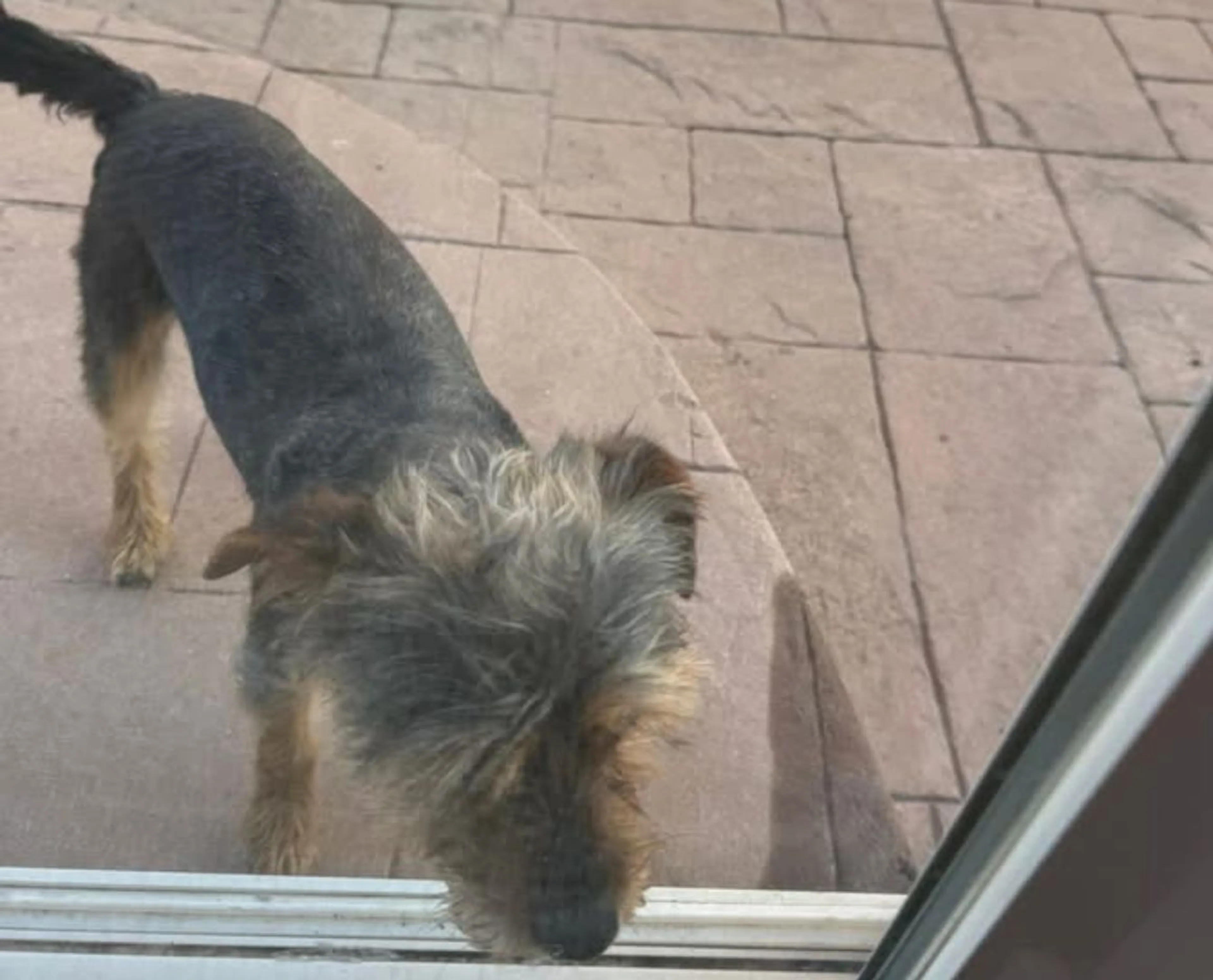 Lost pet-0