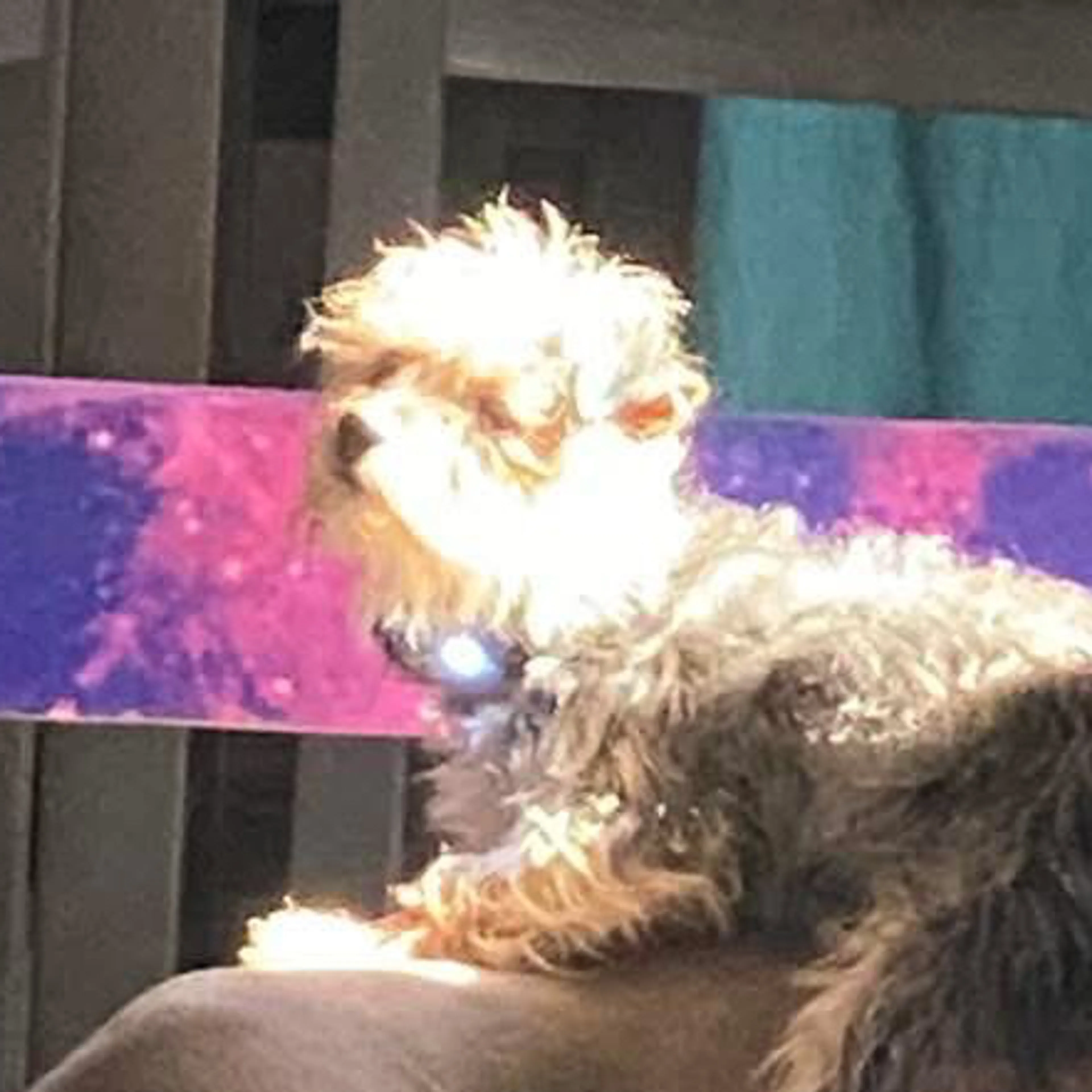 Lost pet-2