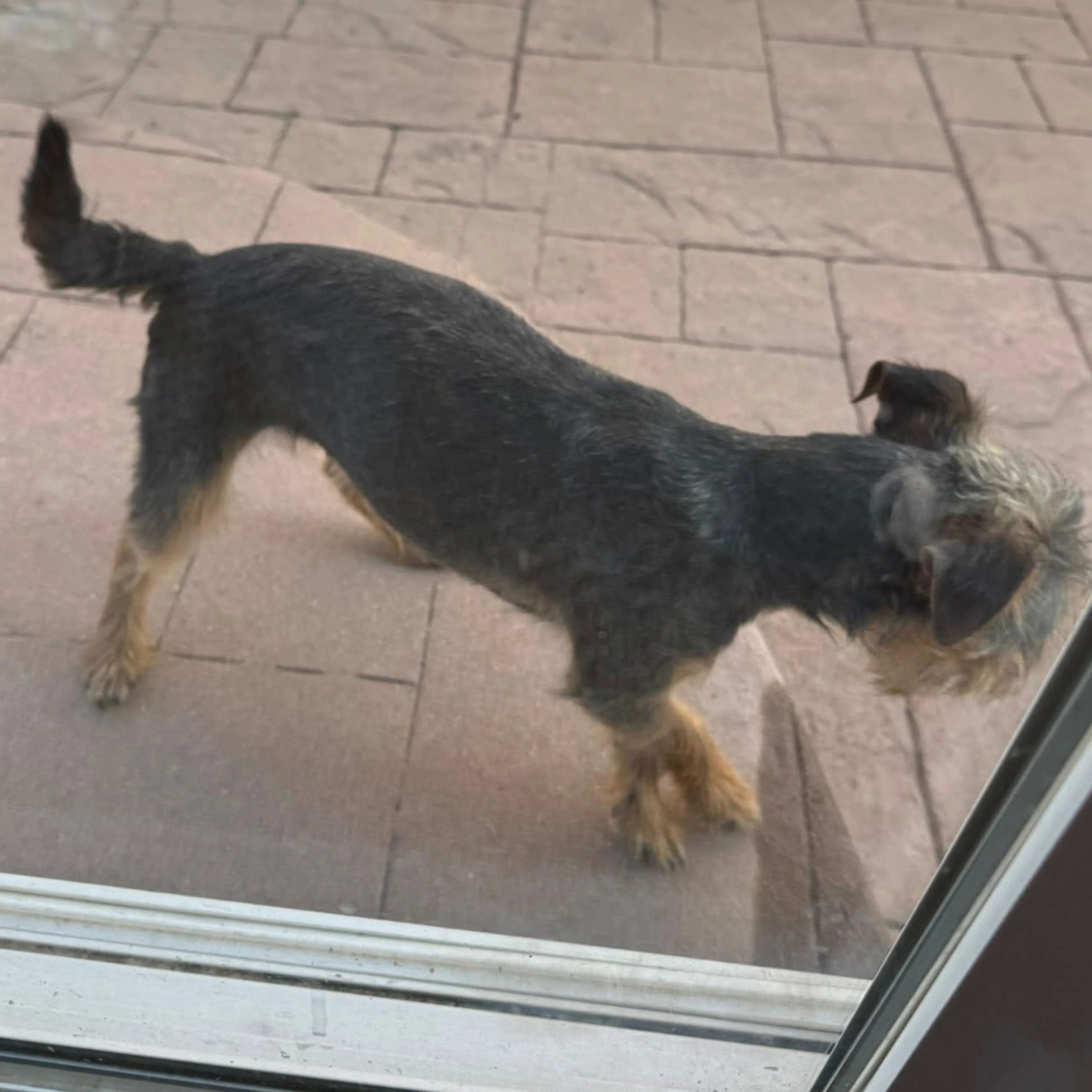 Lost pet-1