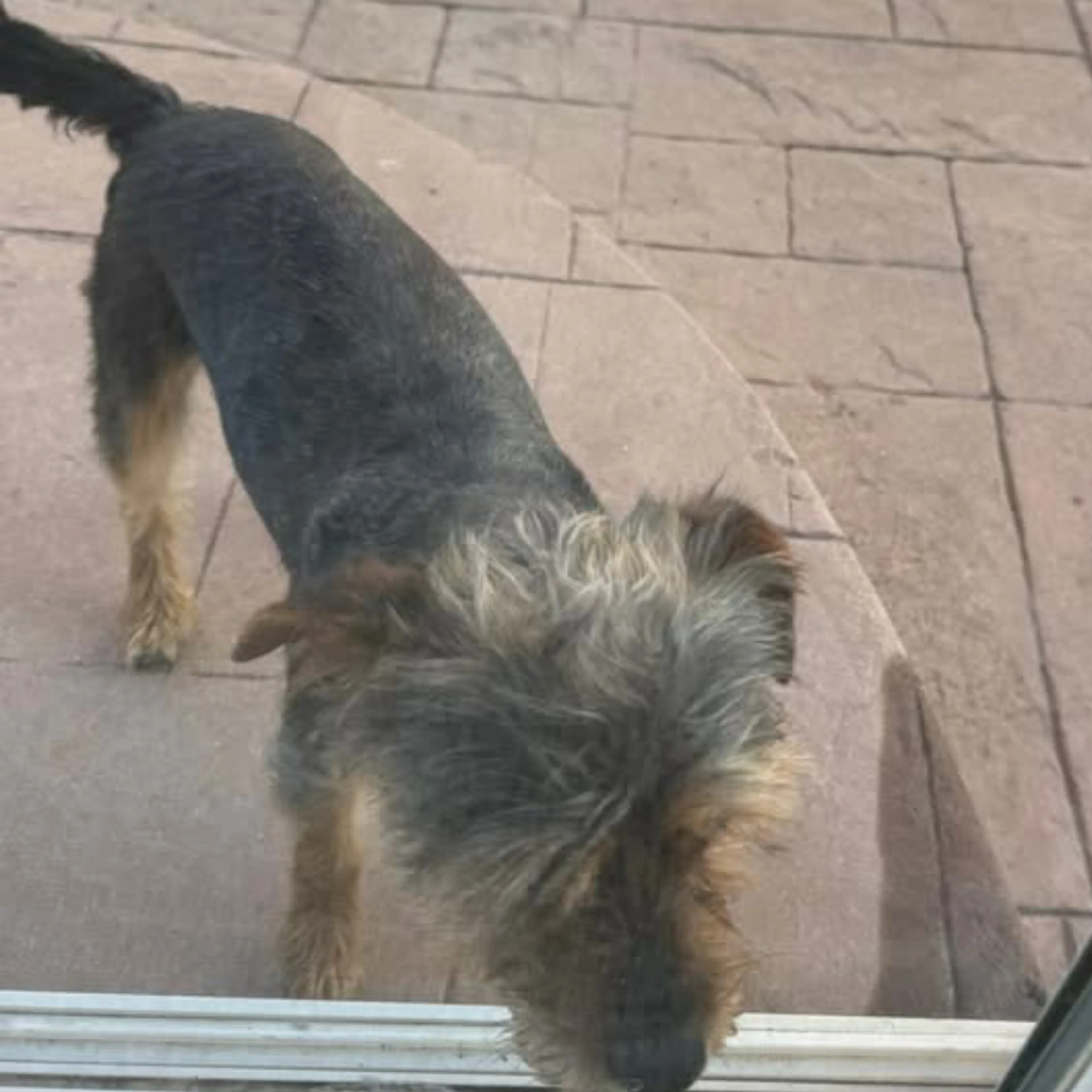 Lost pet-3