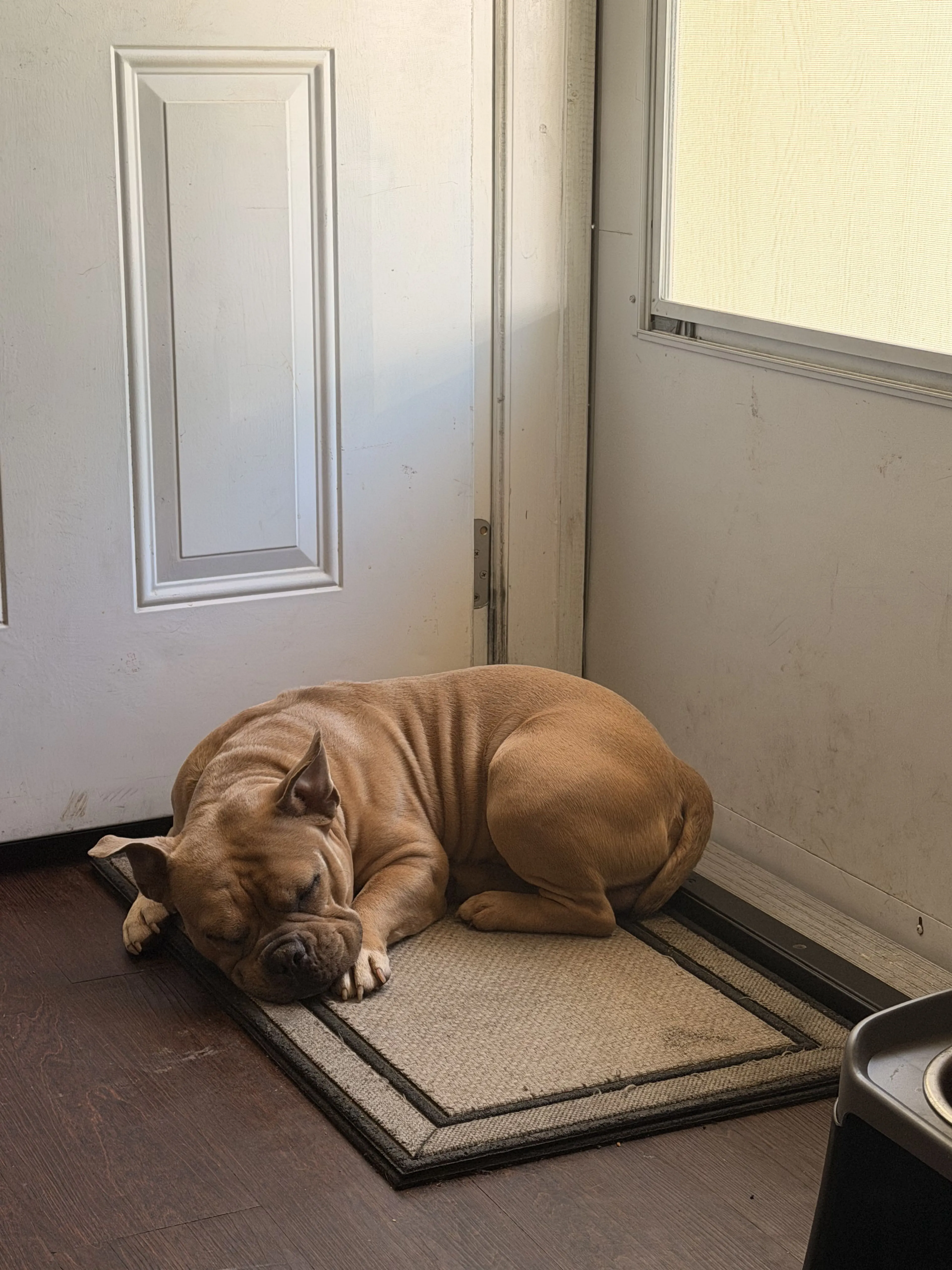 Lost pet-1