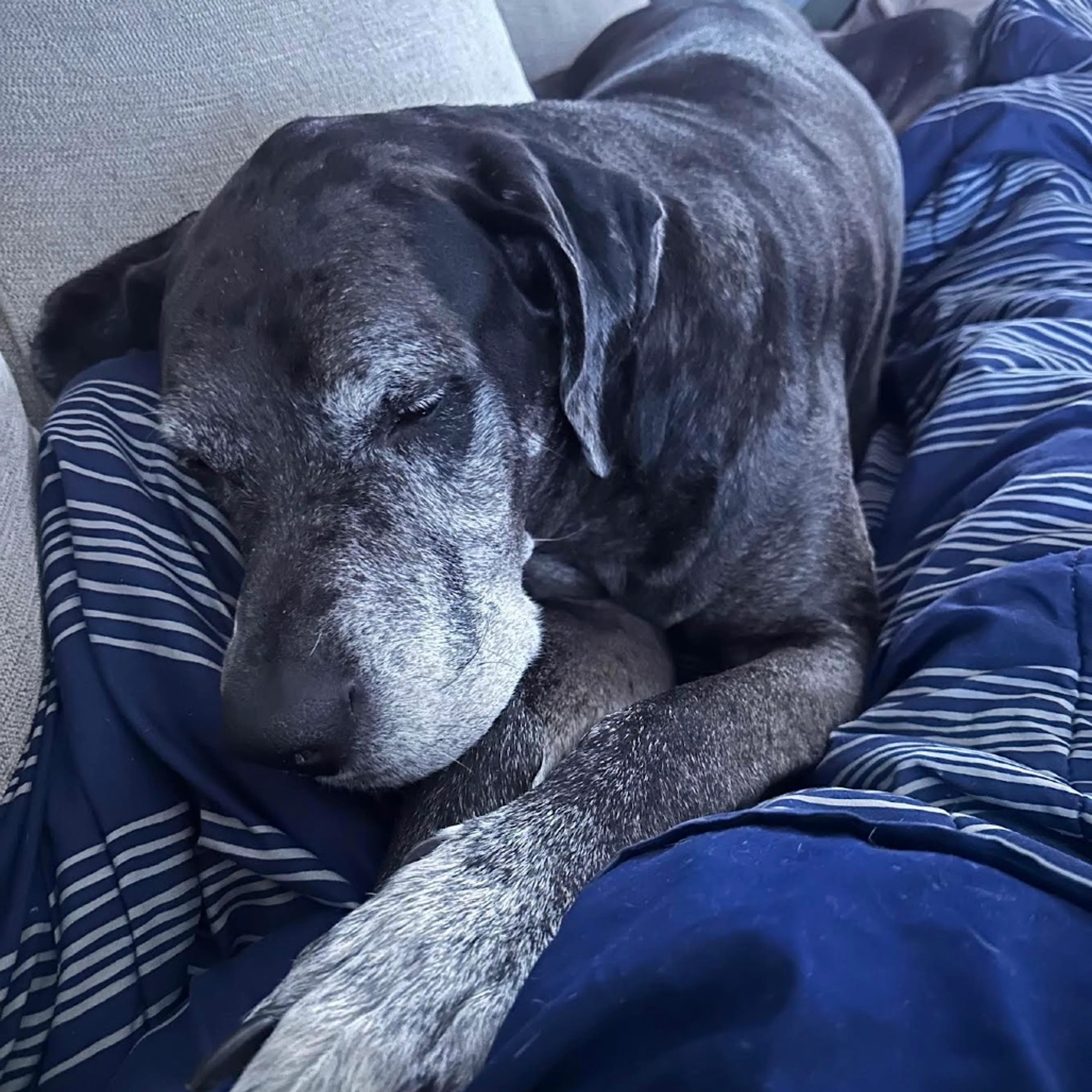 Found pet-4