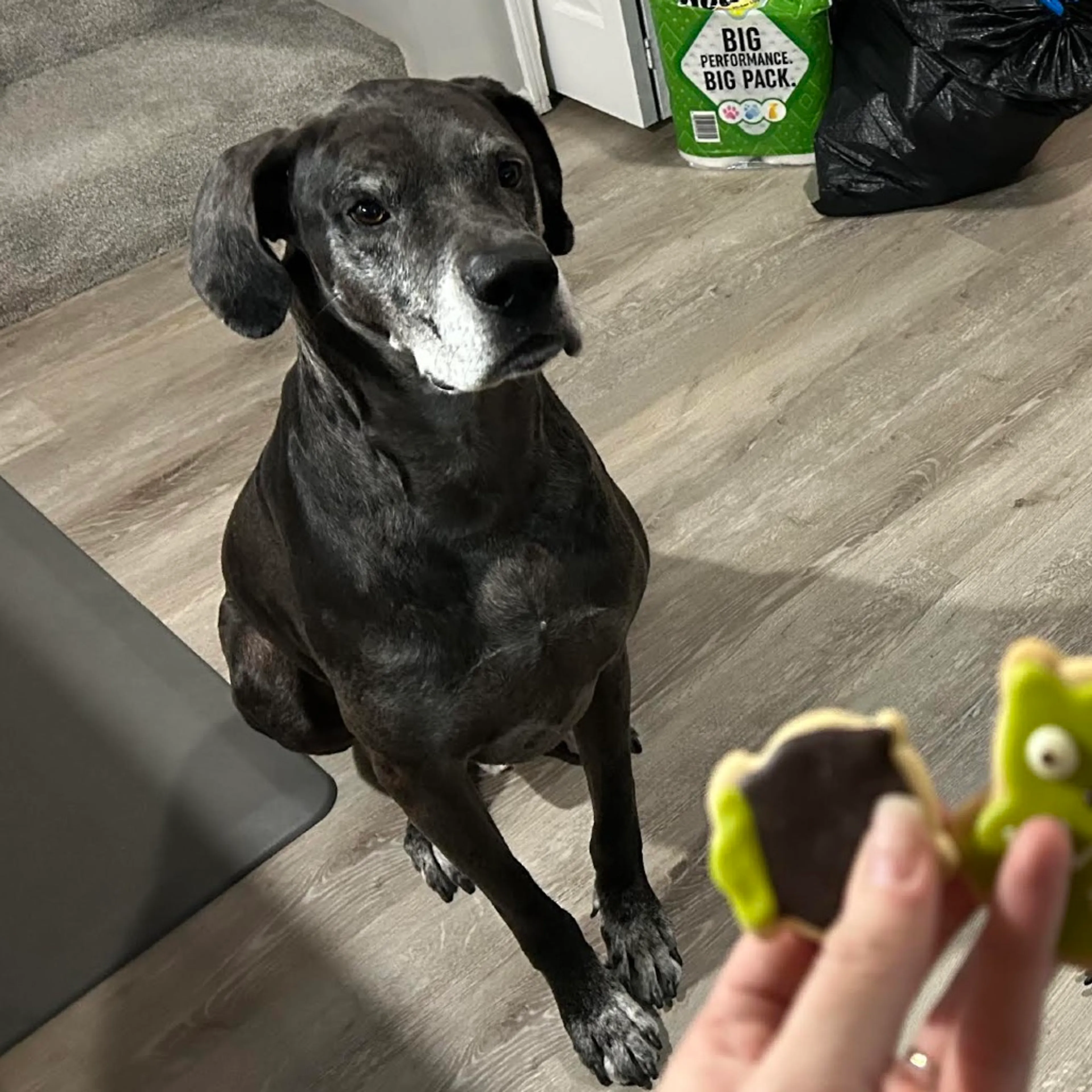 Found pet-2