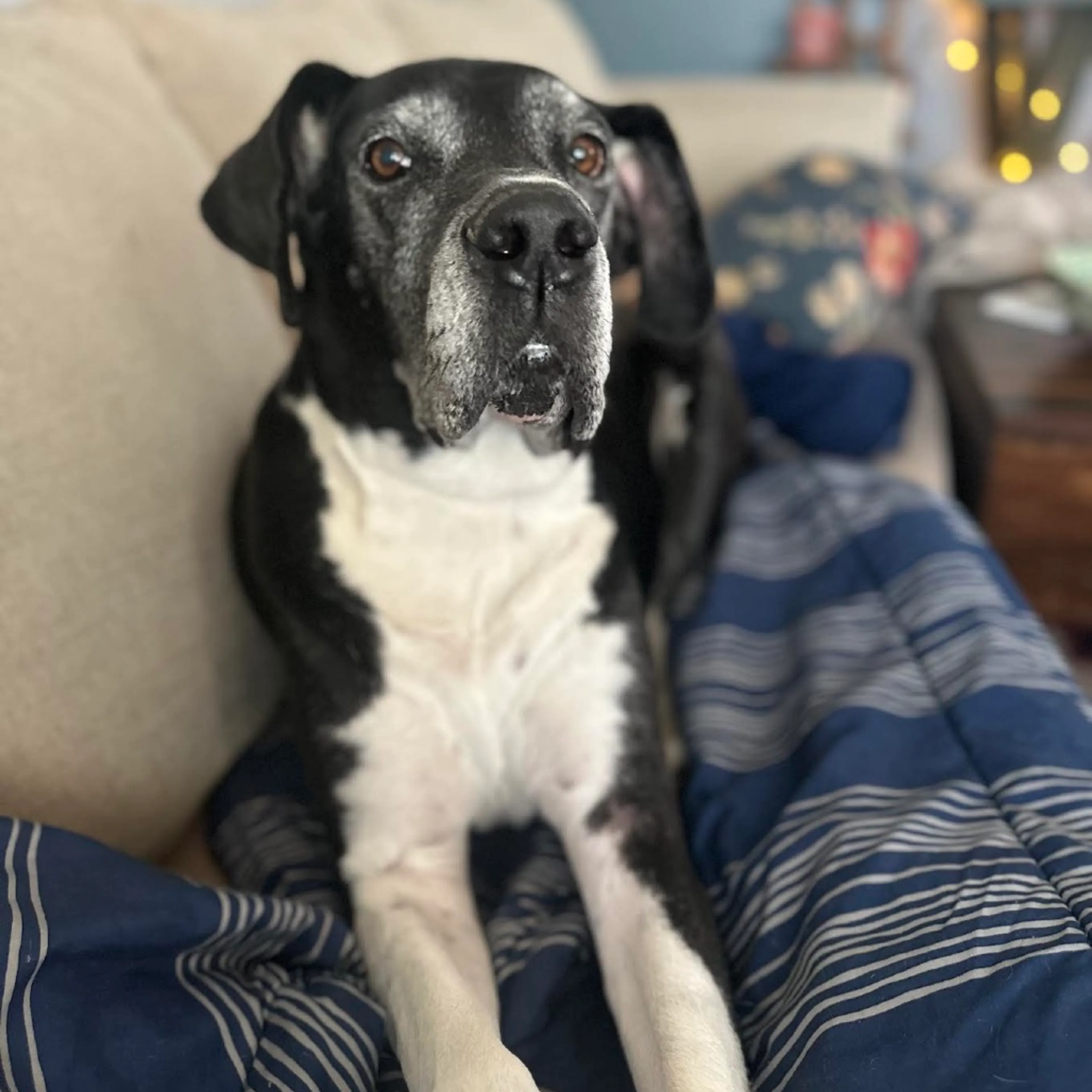 Found pet-12