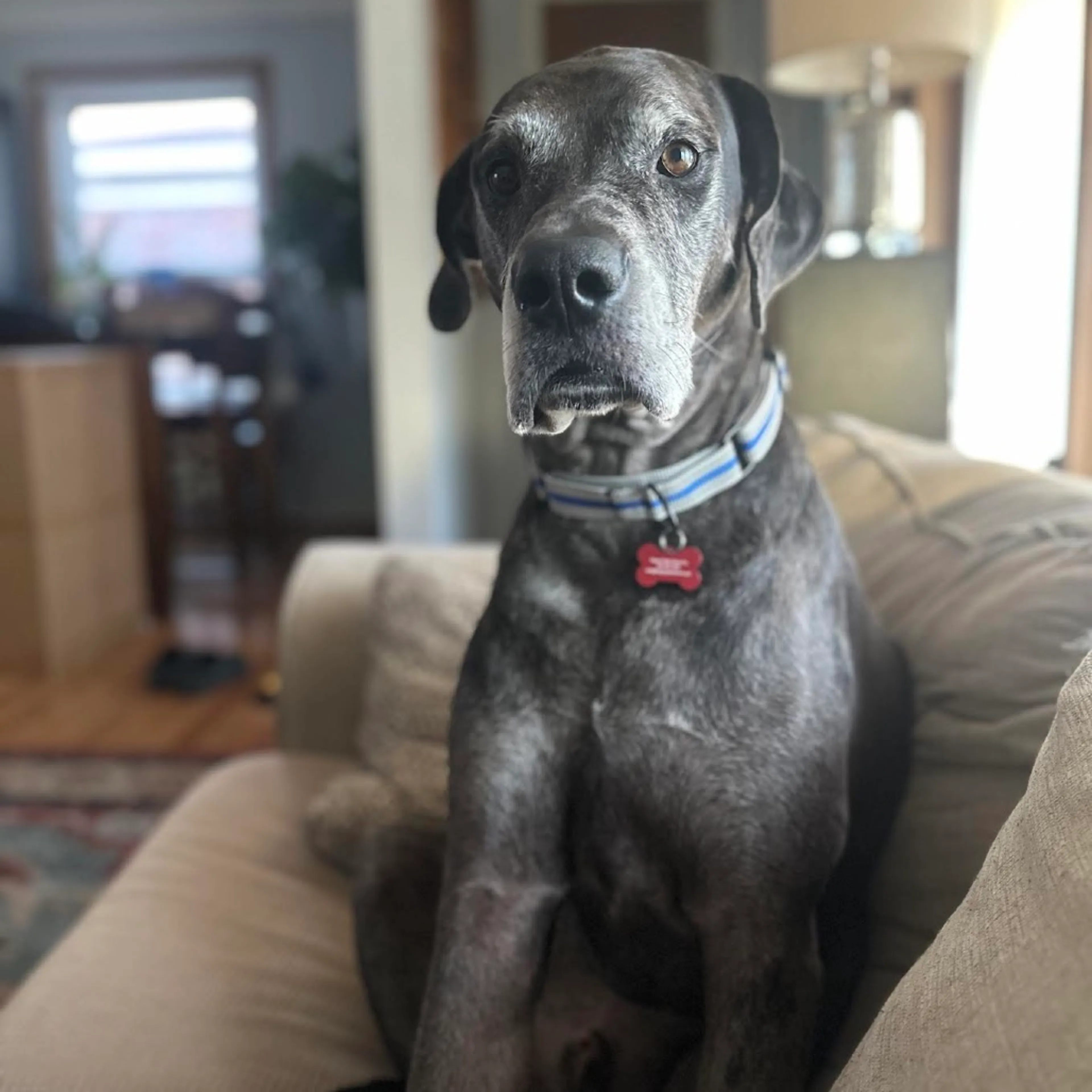 Found pet-9
