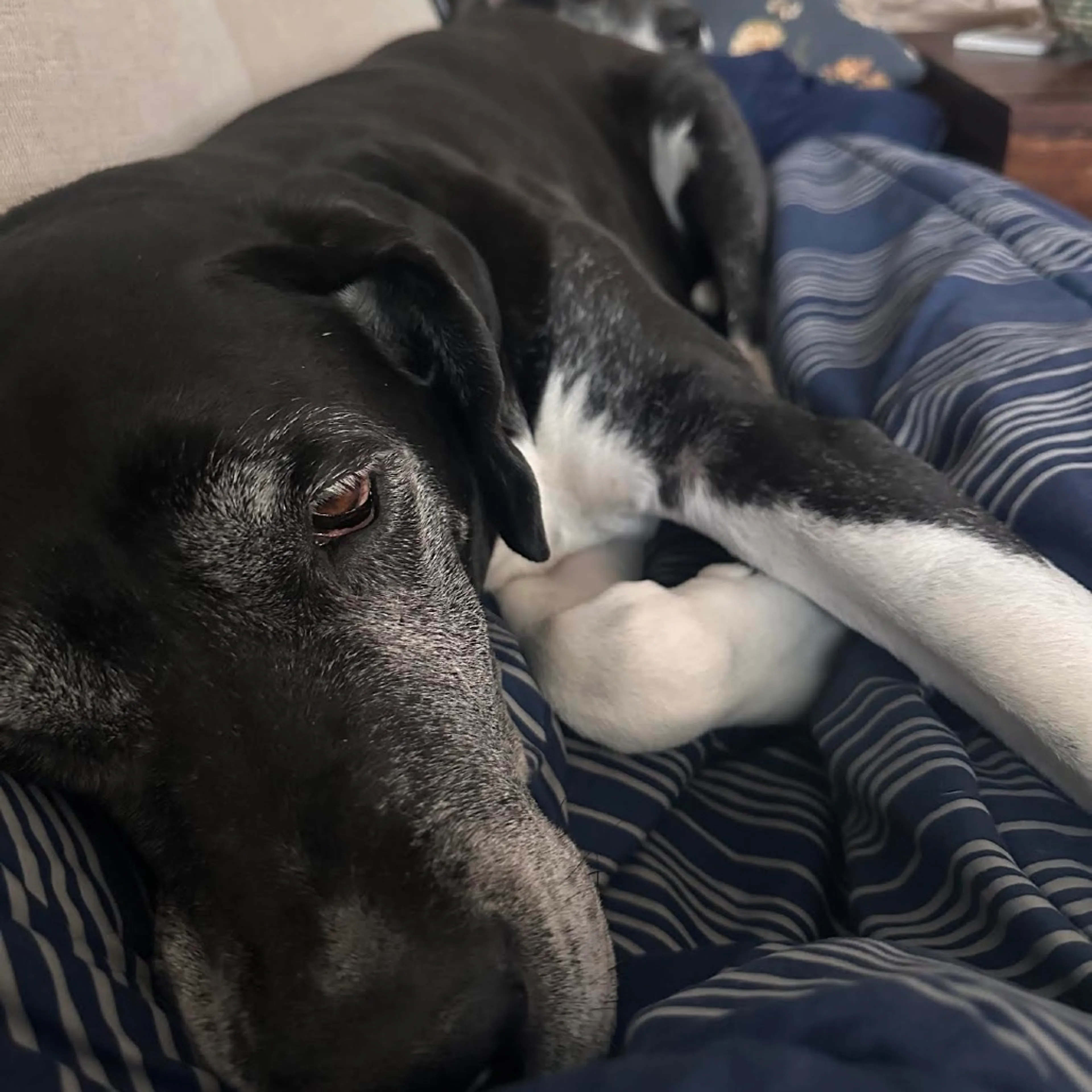 Found pet-11