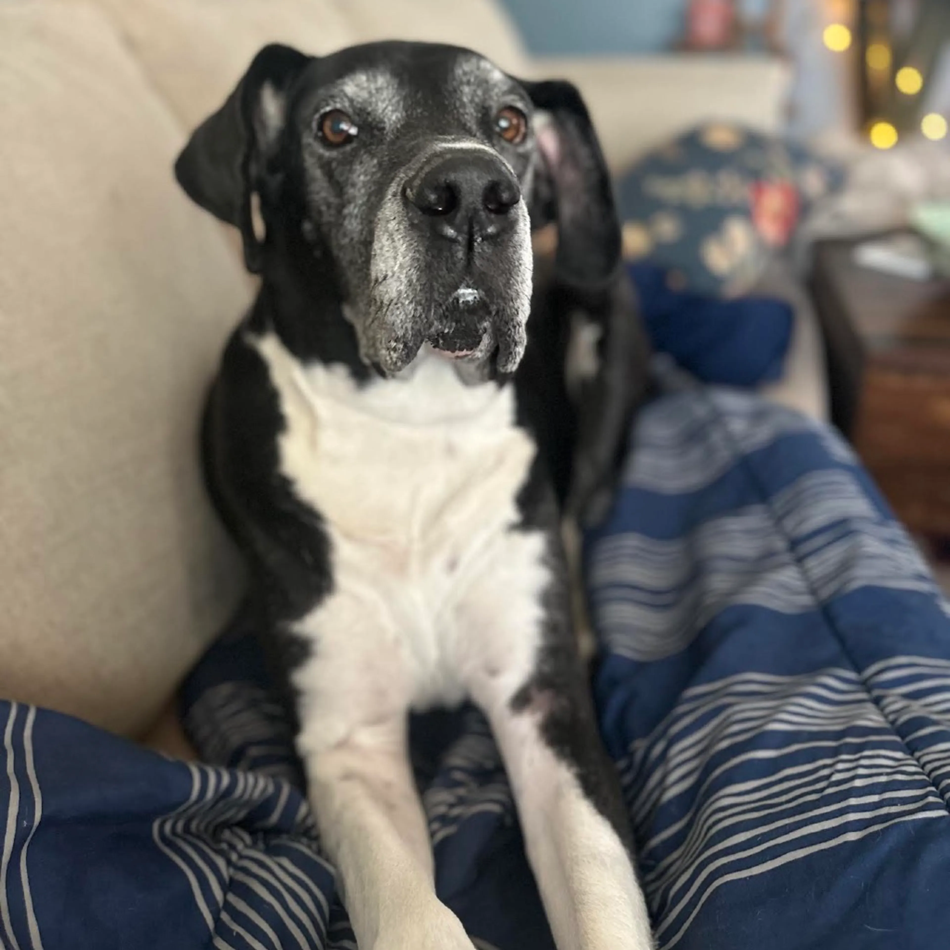 Found pet-8