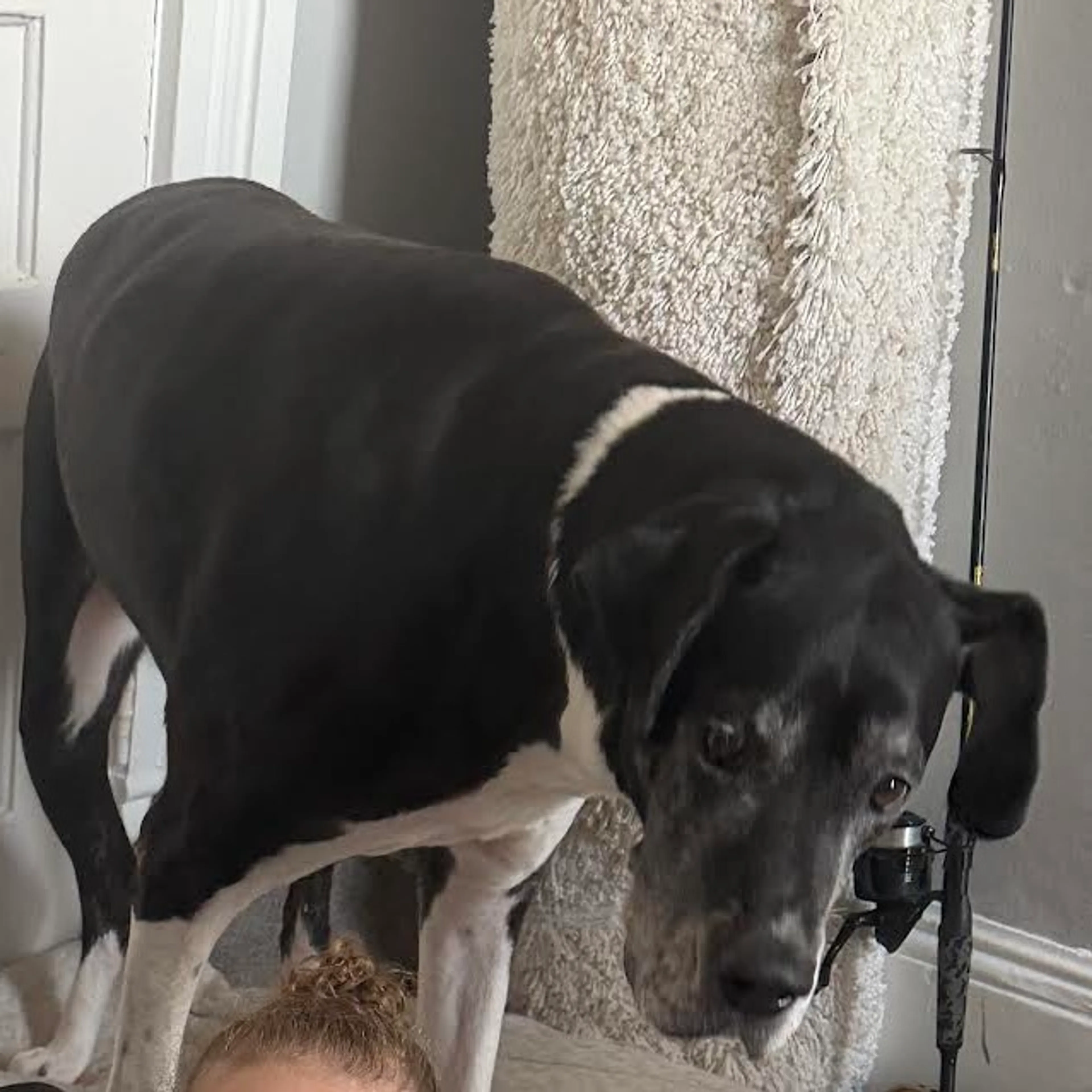 Found pet-1