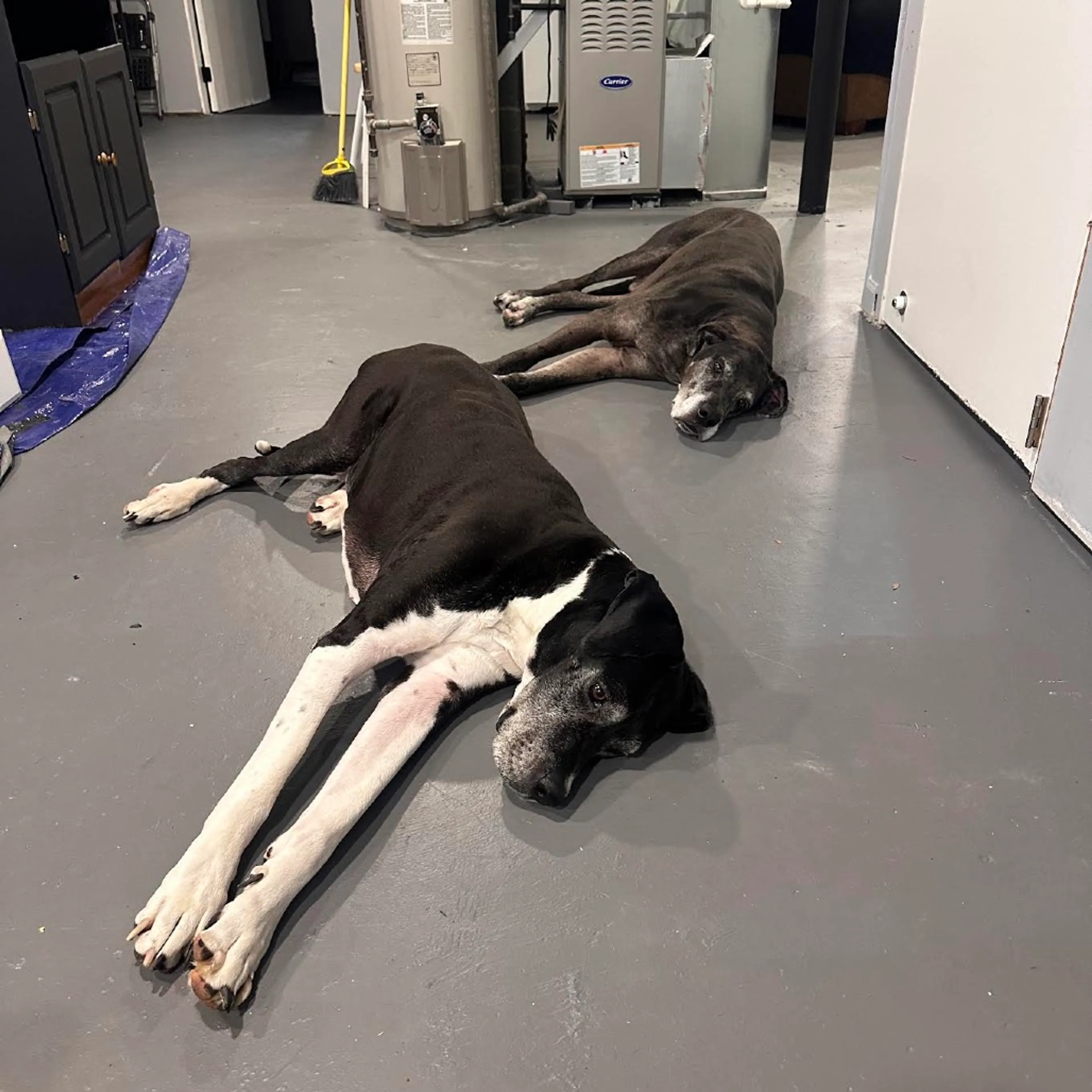 Found pet-4