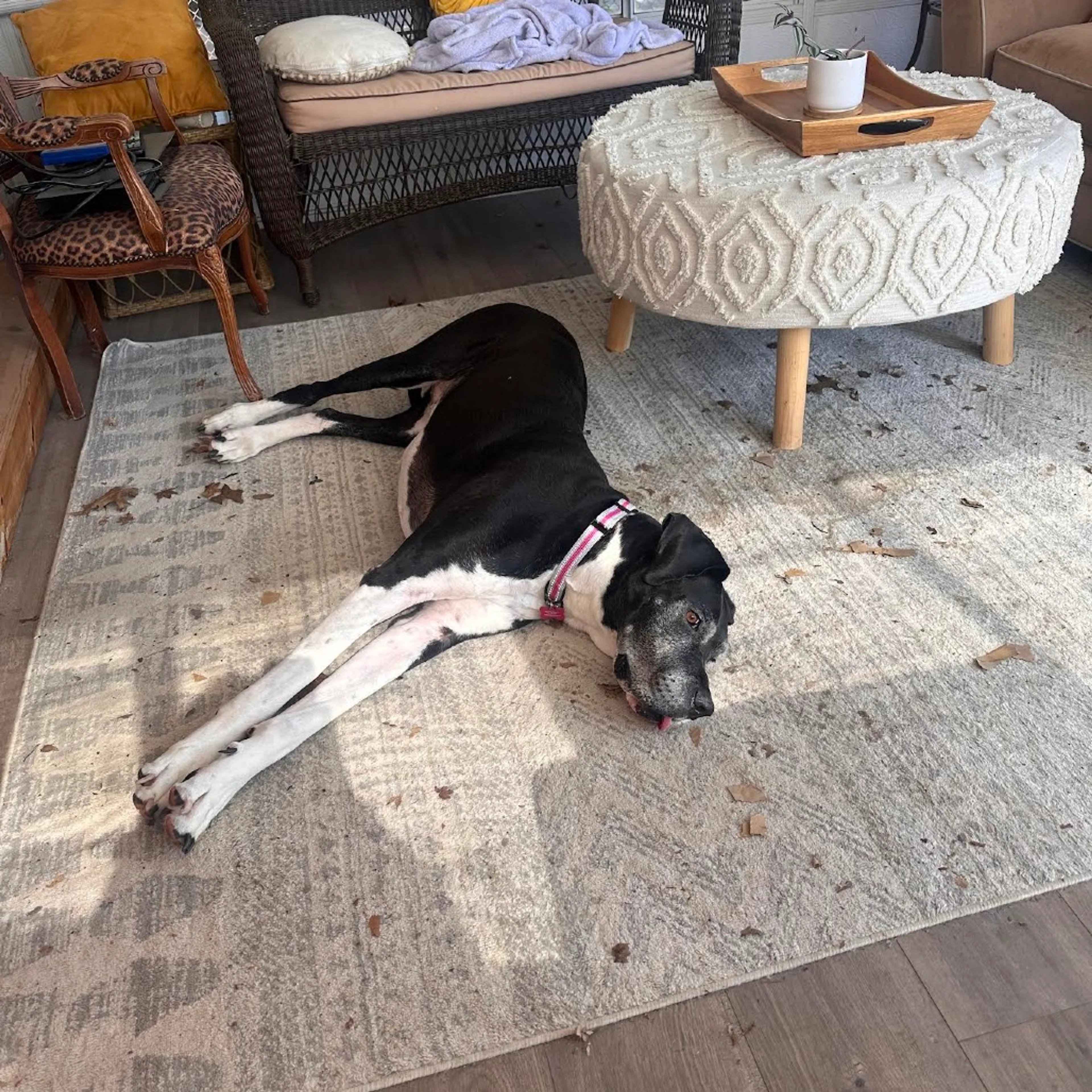 Found pet-12