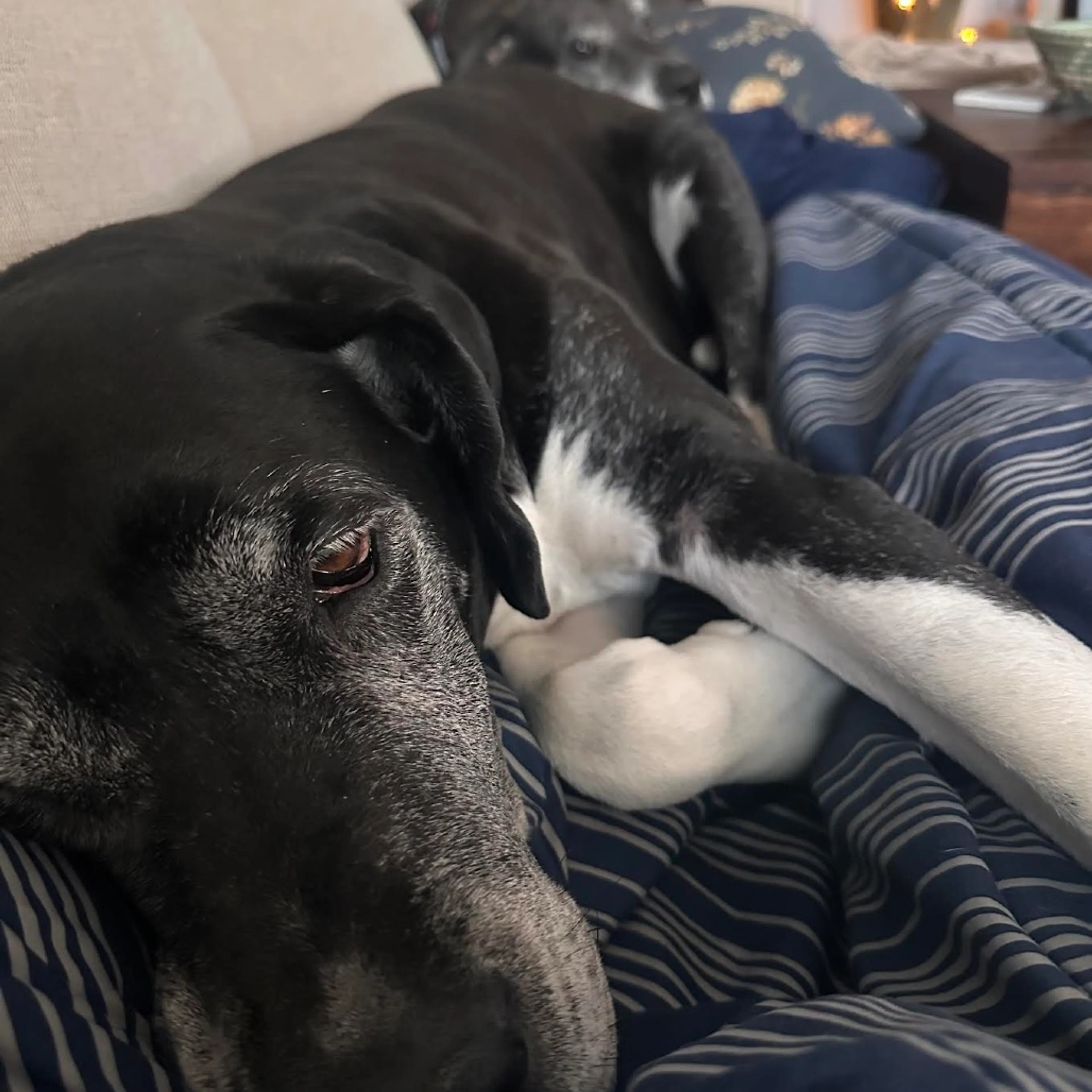 Found pet-9
