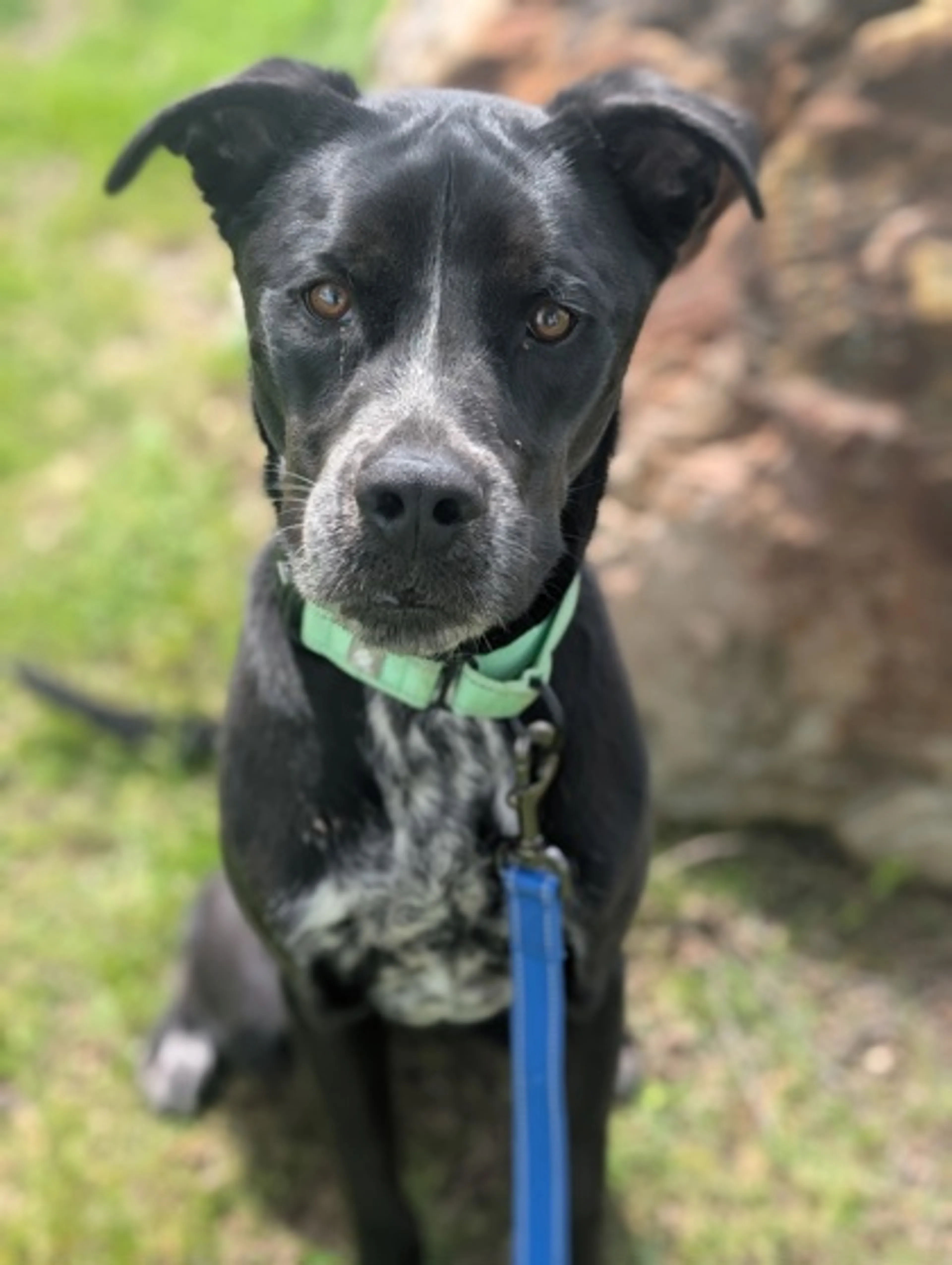 Found pet-1