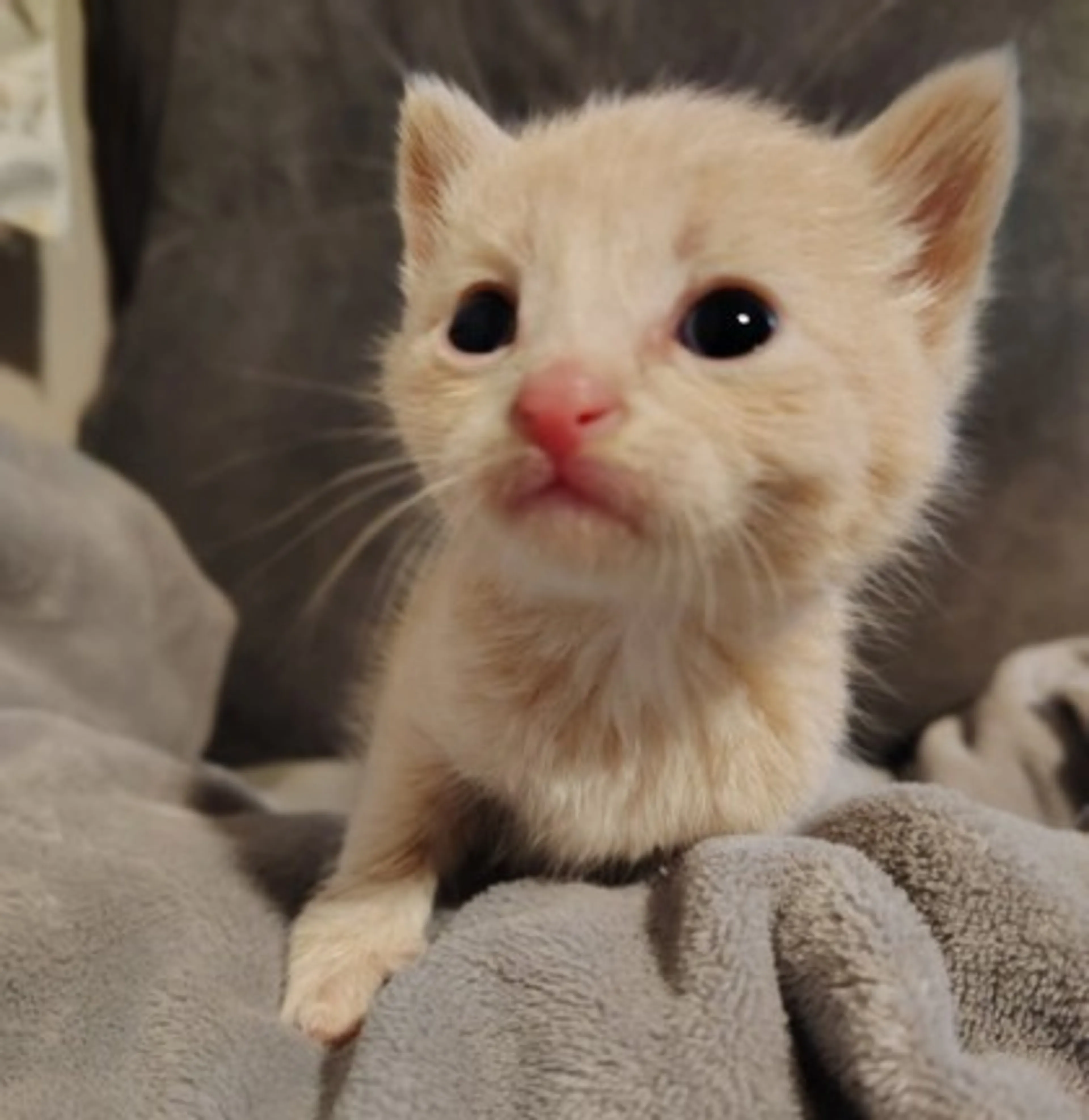 Found pet-1