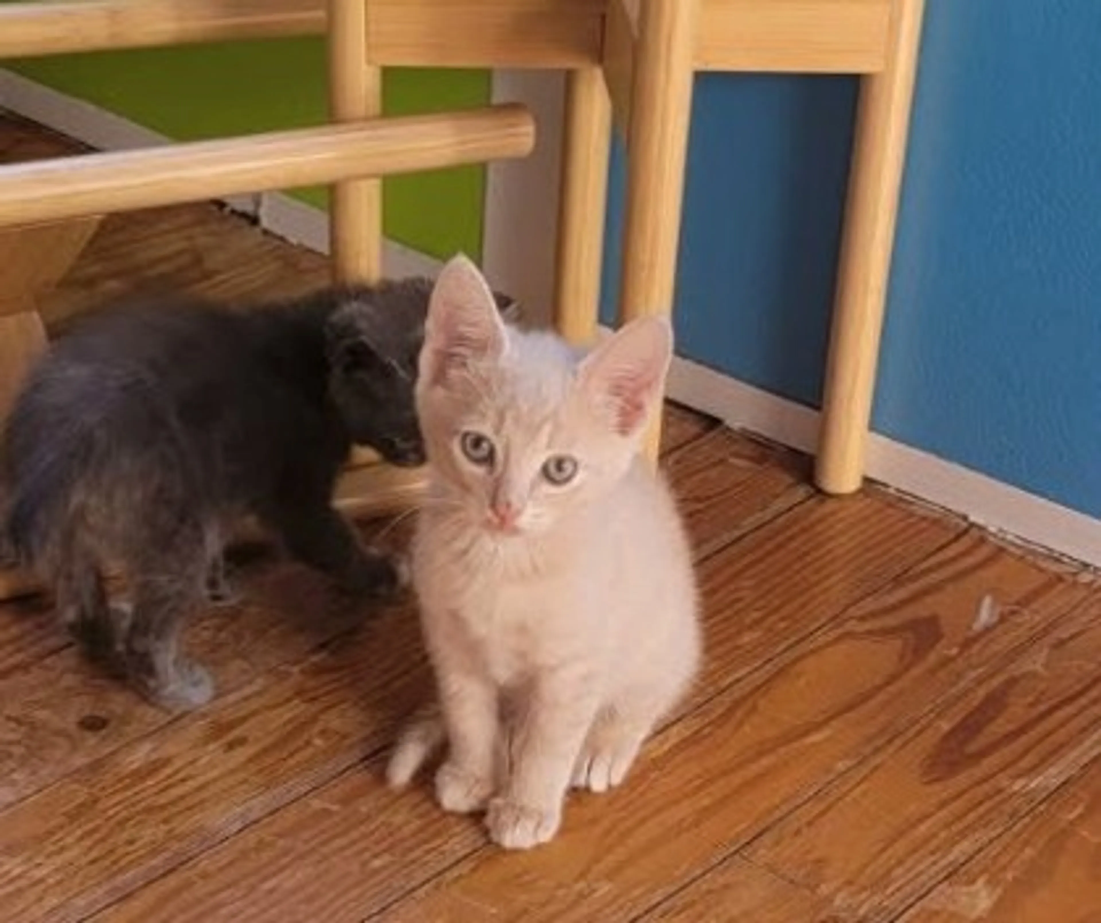 Found pet-0