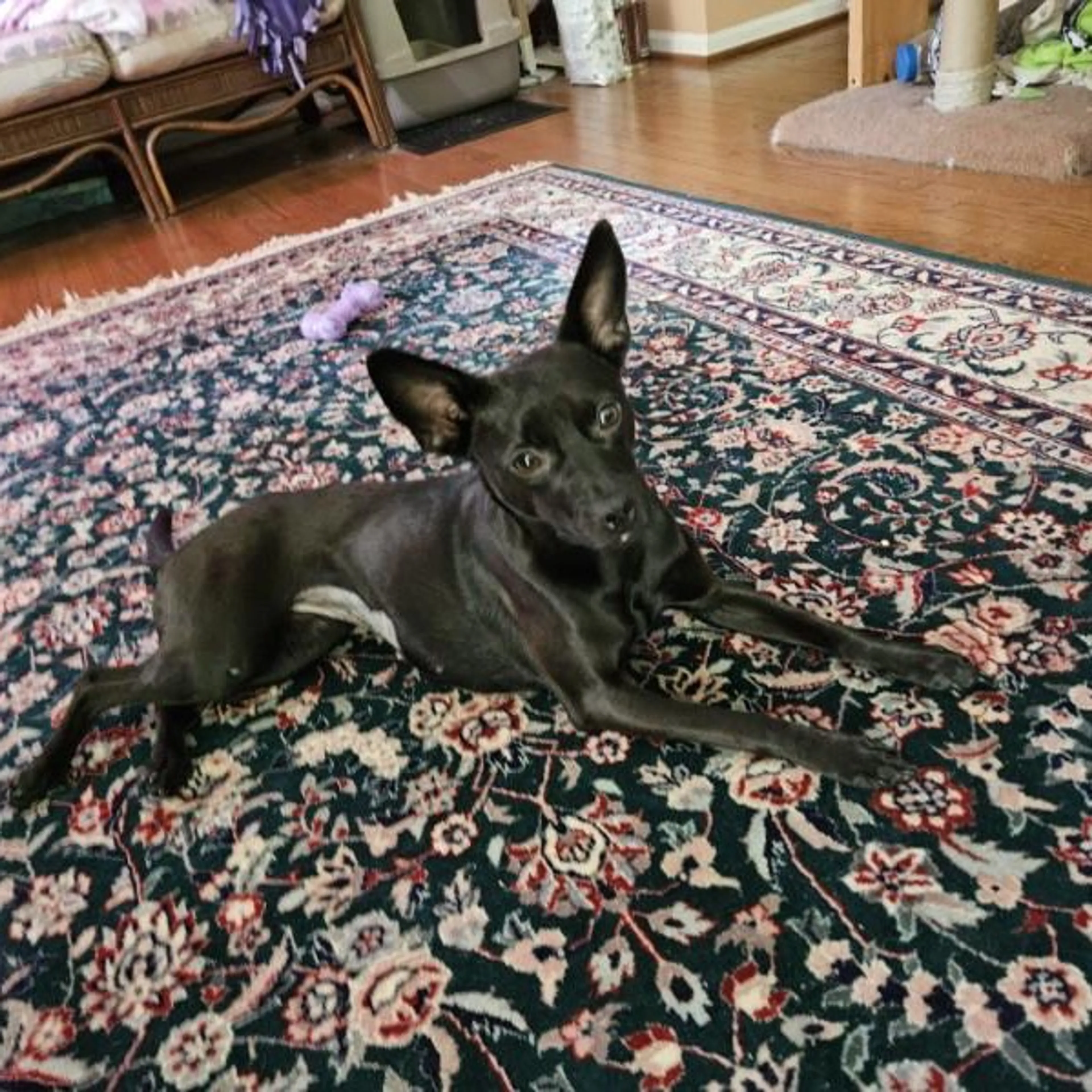 Found pet-2