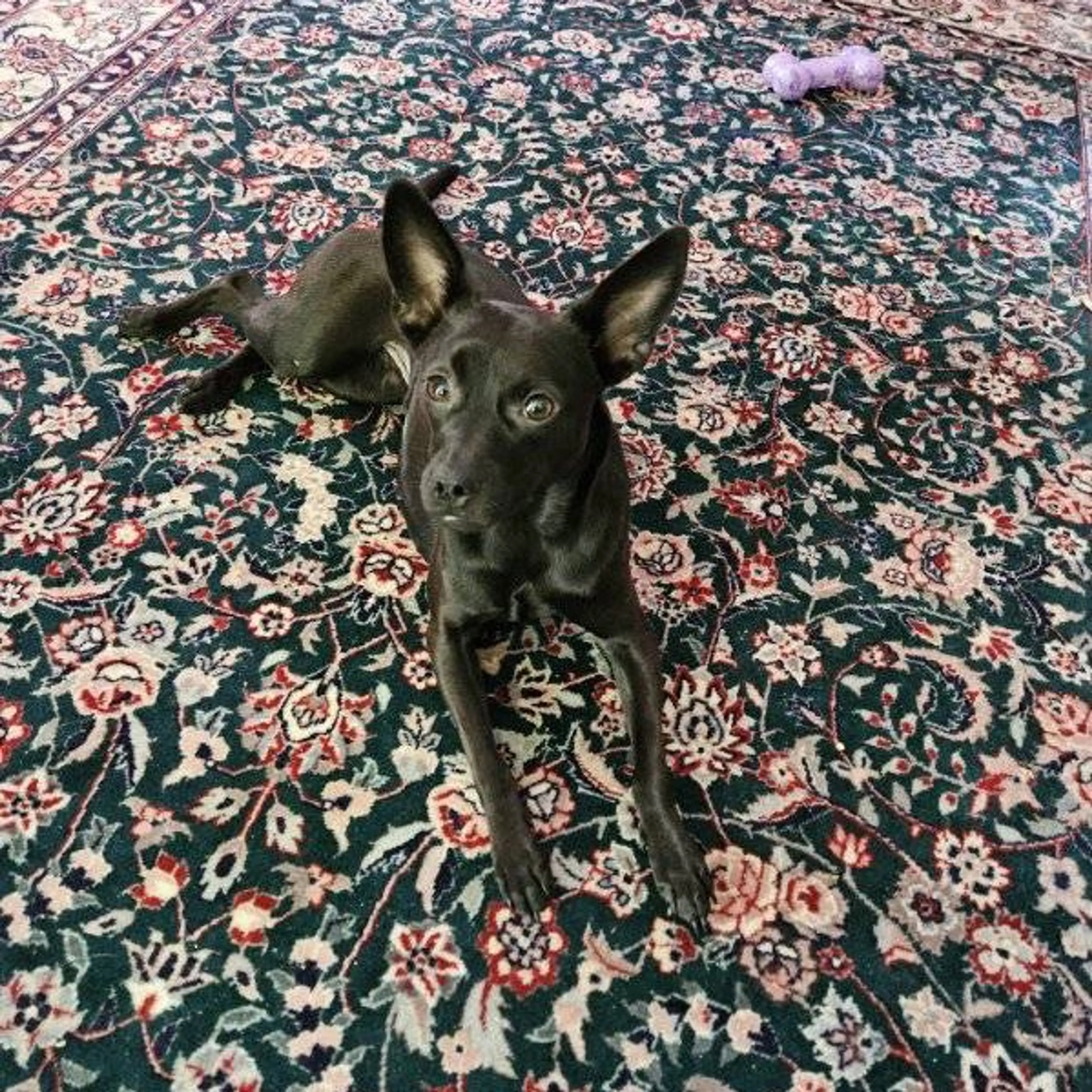 Found pet-3