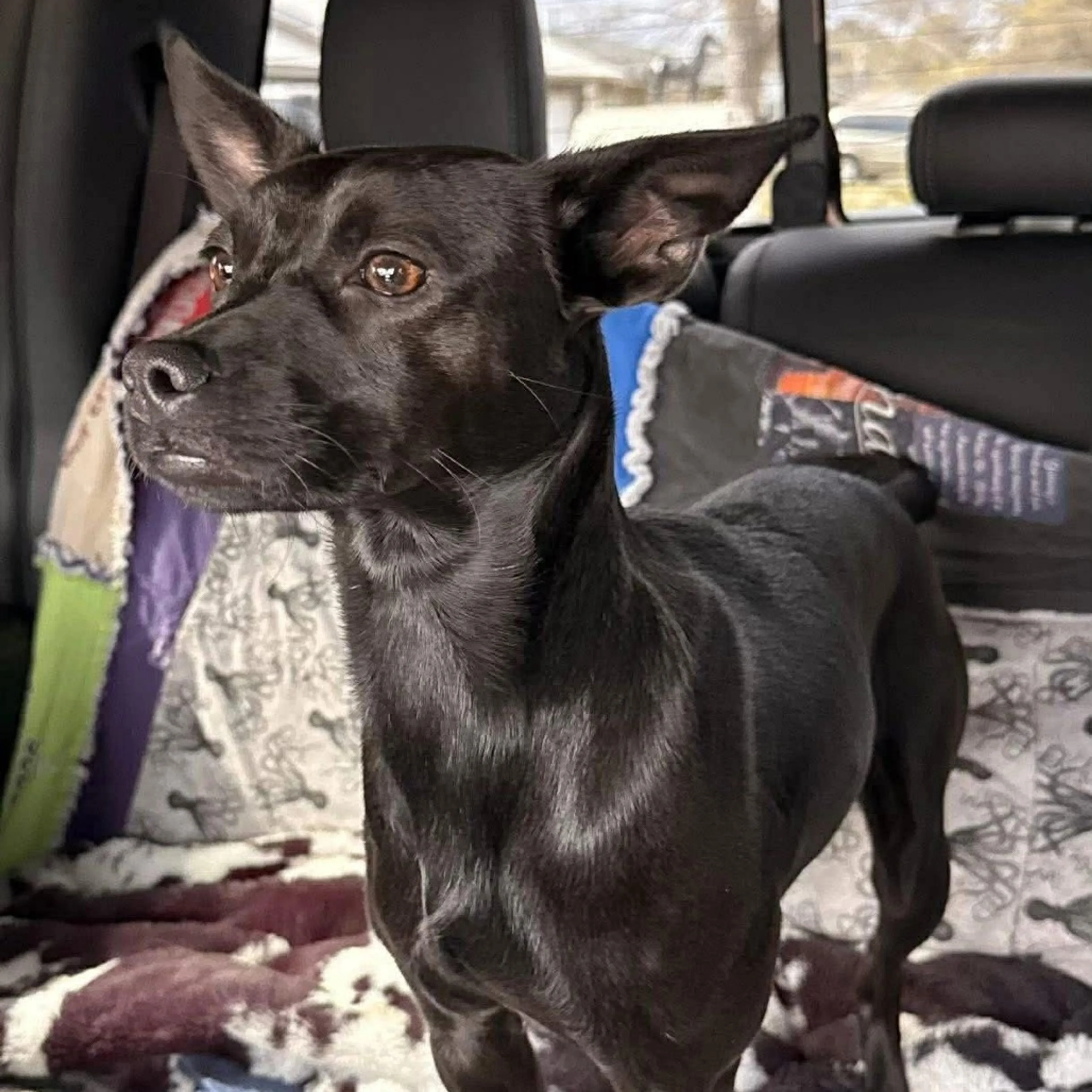 Found pet-1