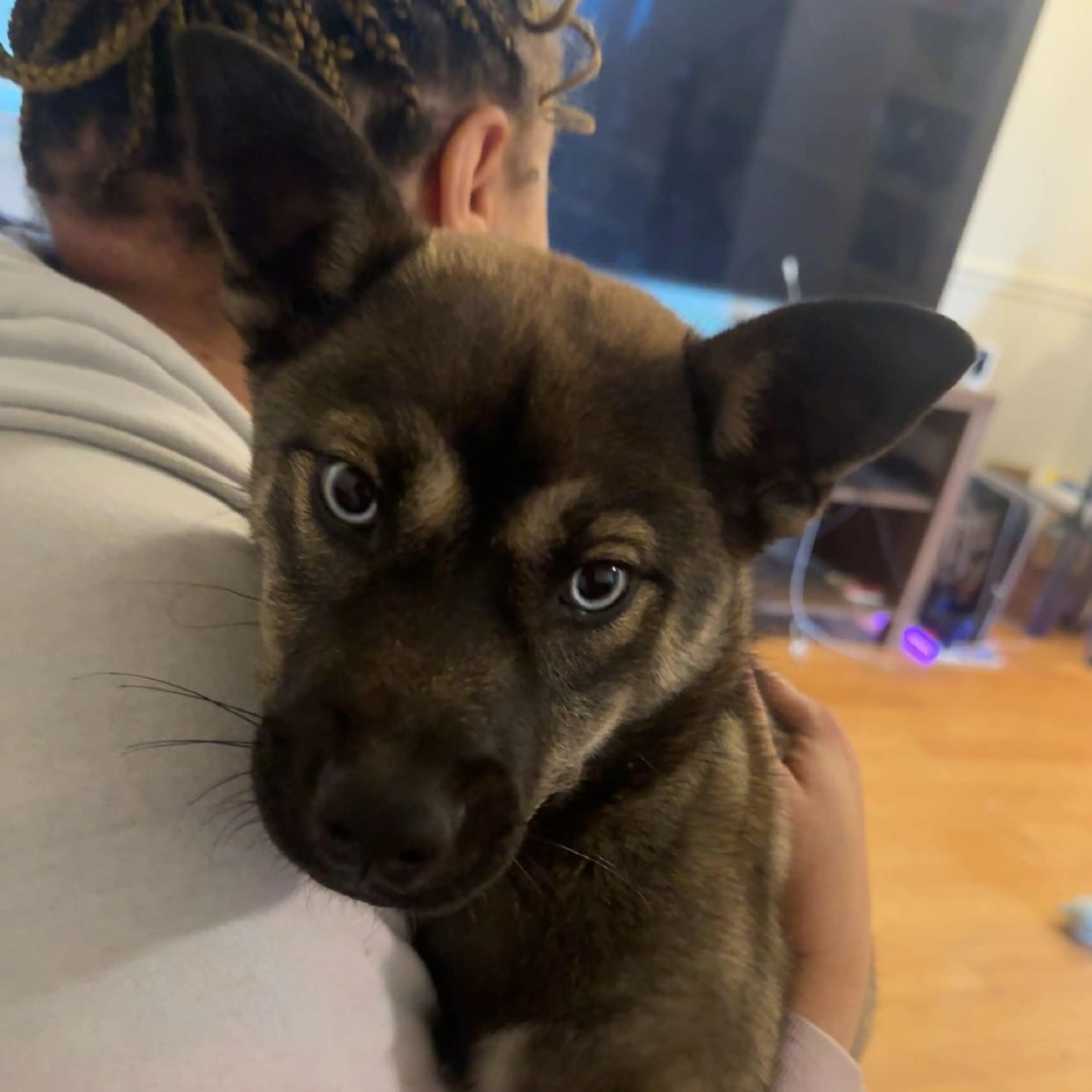 Found pet-2