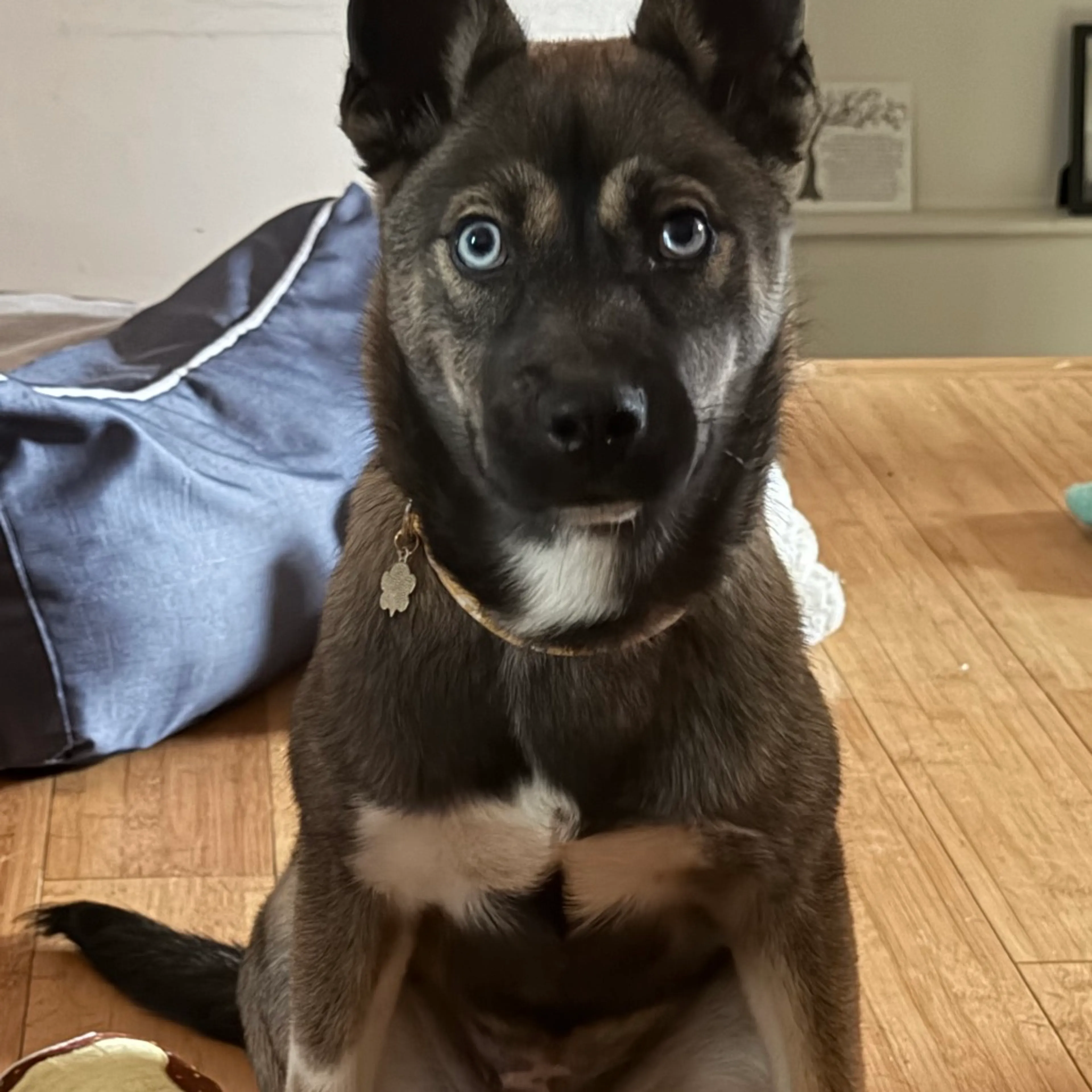 Found pet-1