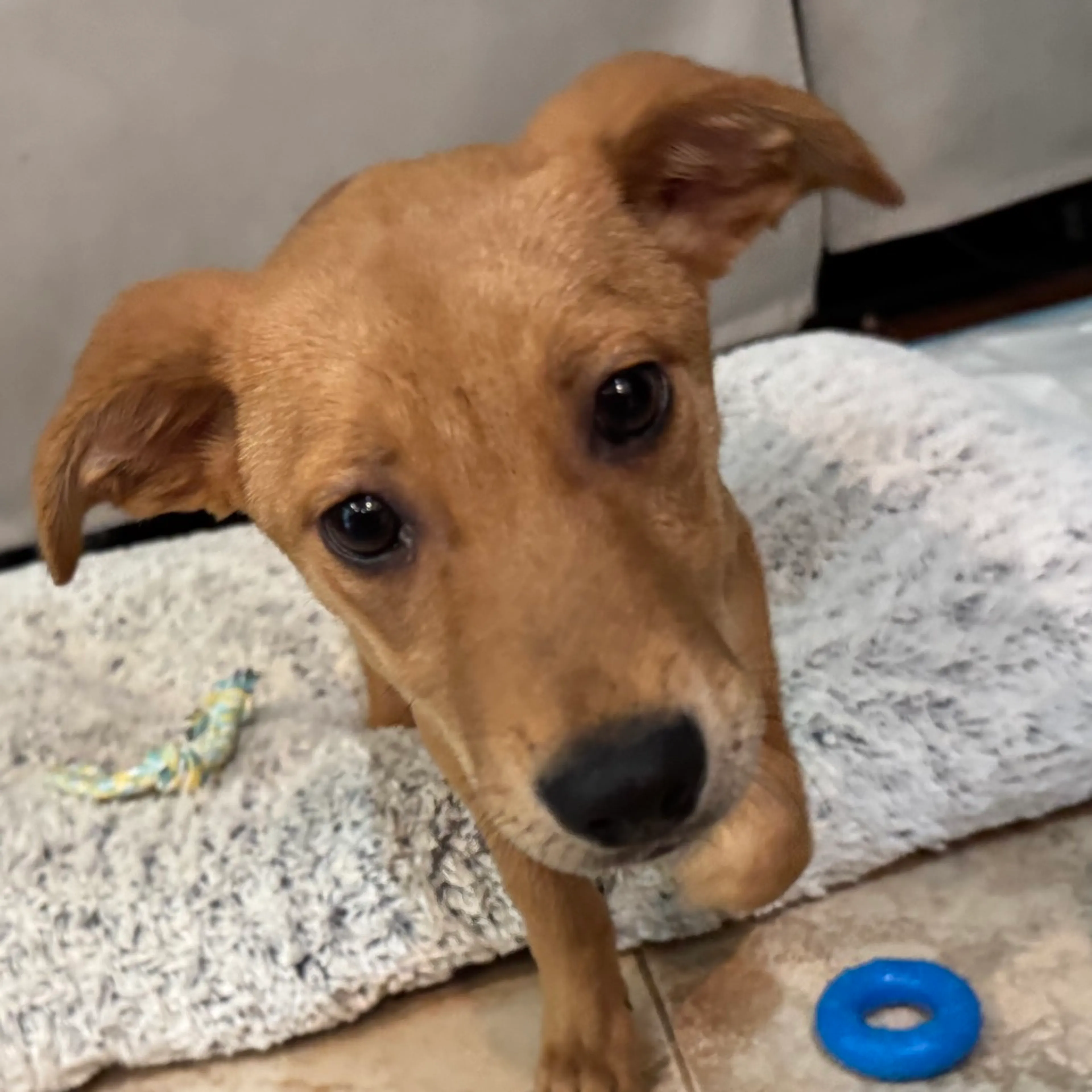 Found pet