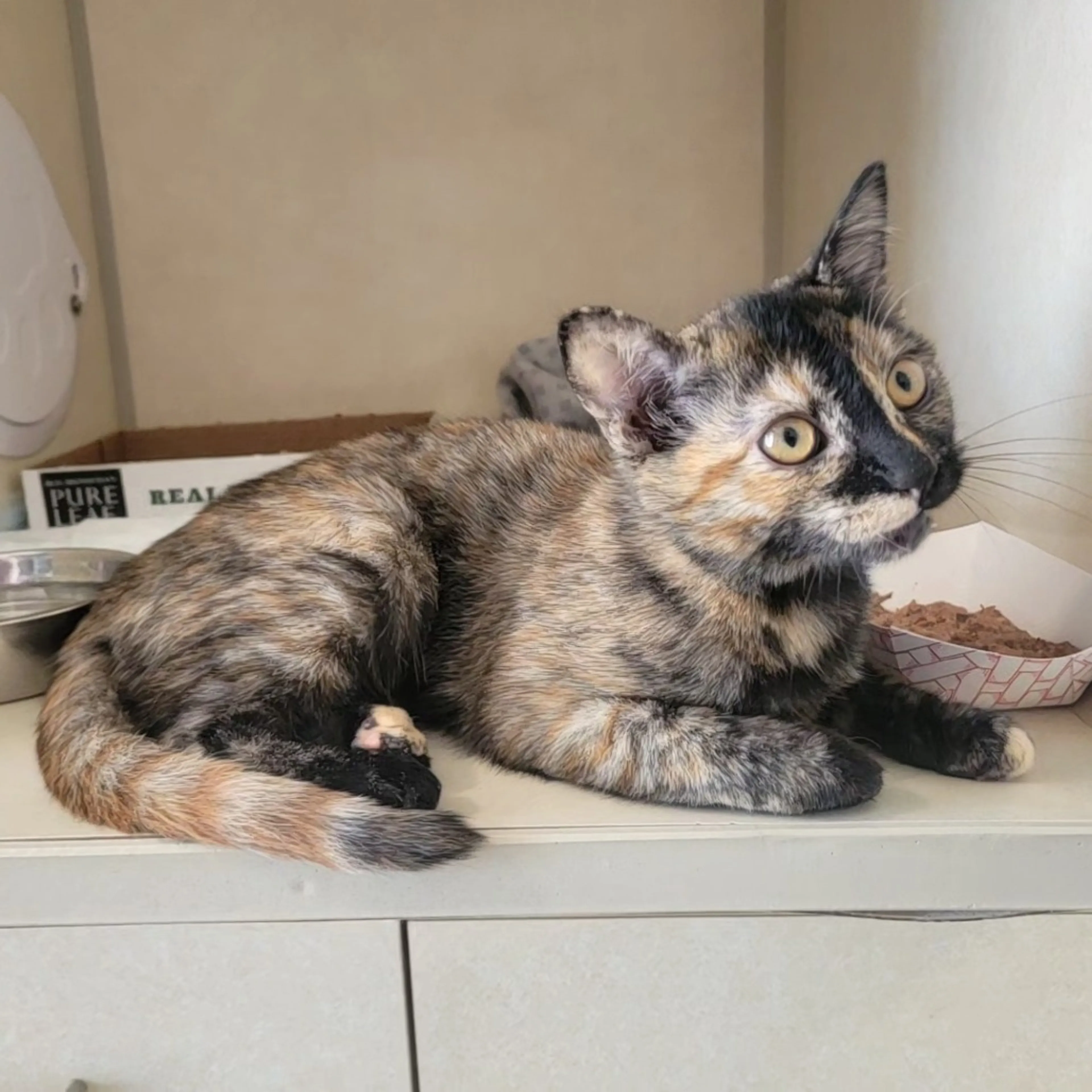 Found pet