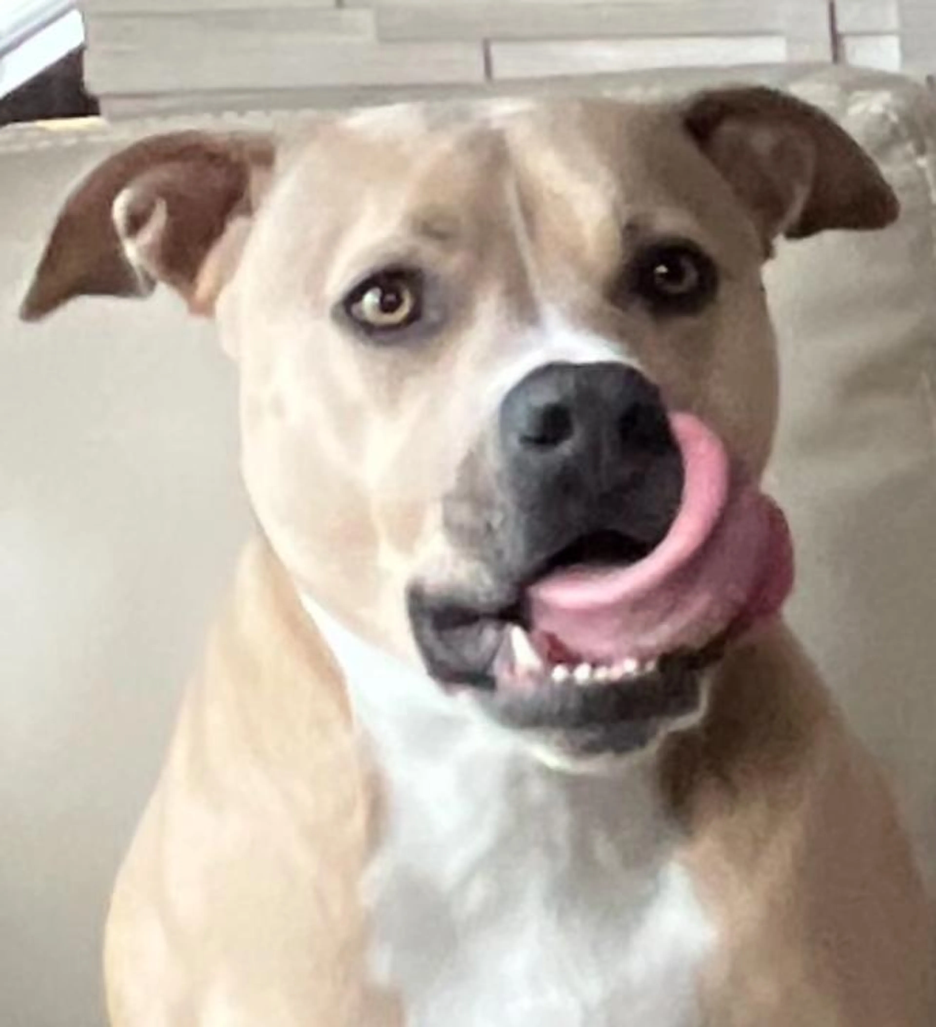 Found pet-2
