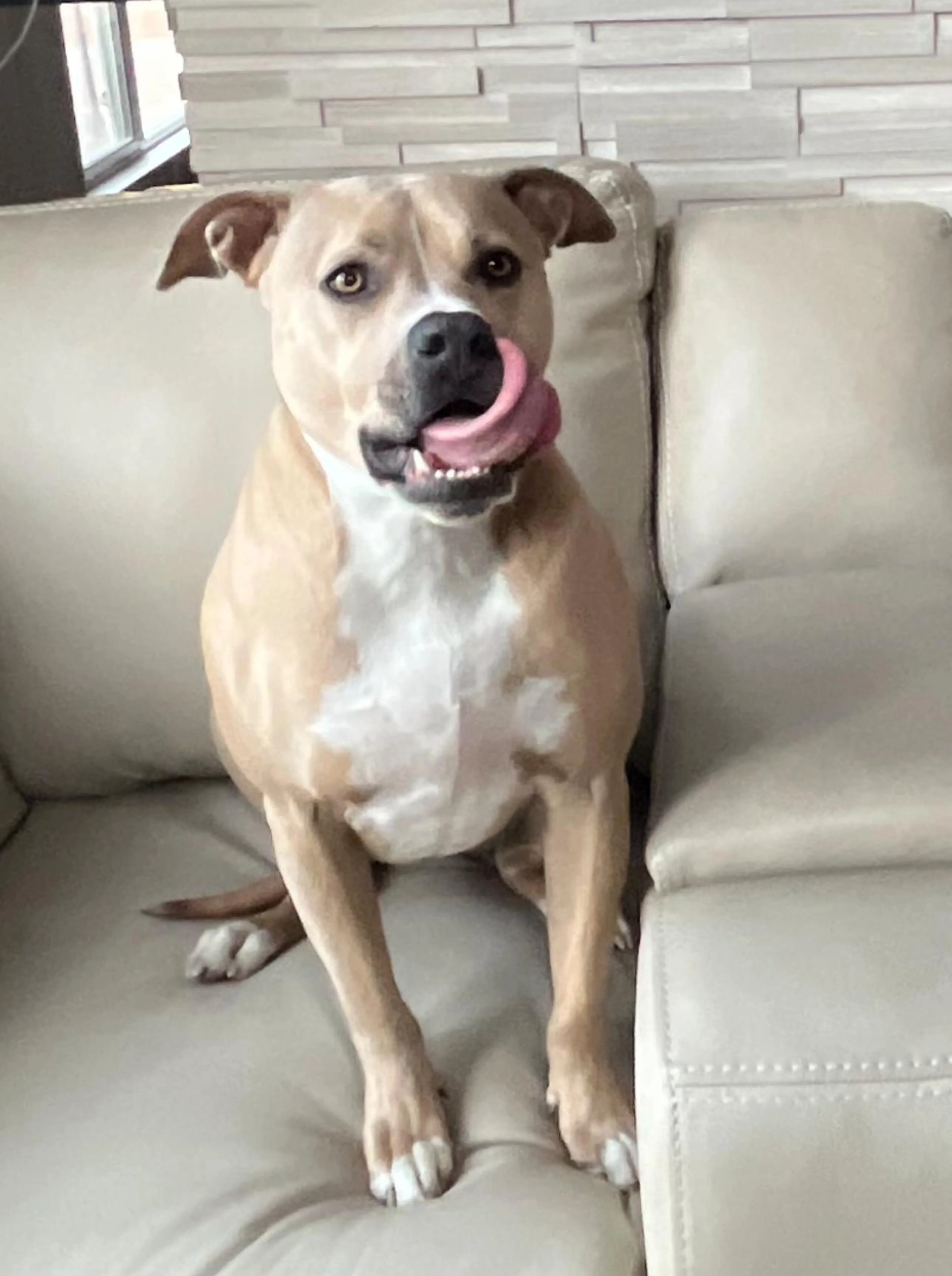 Found pet-1