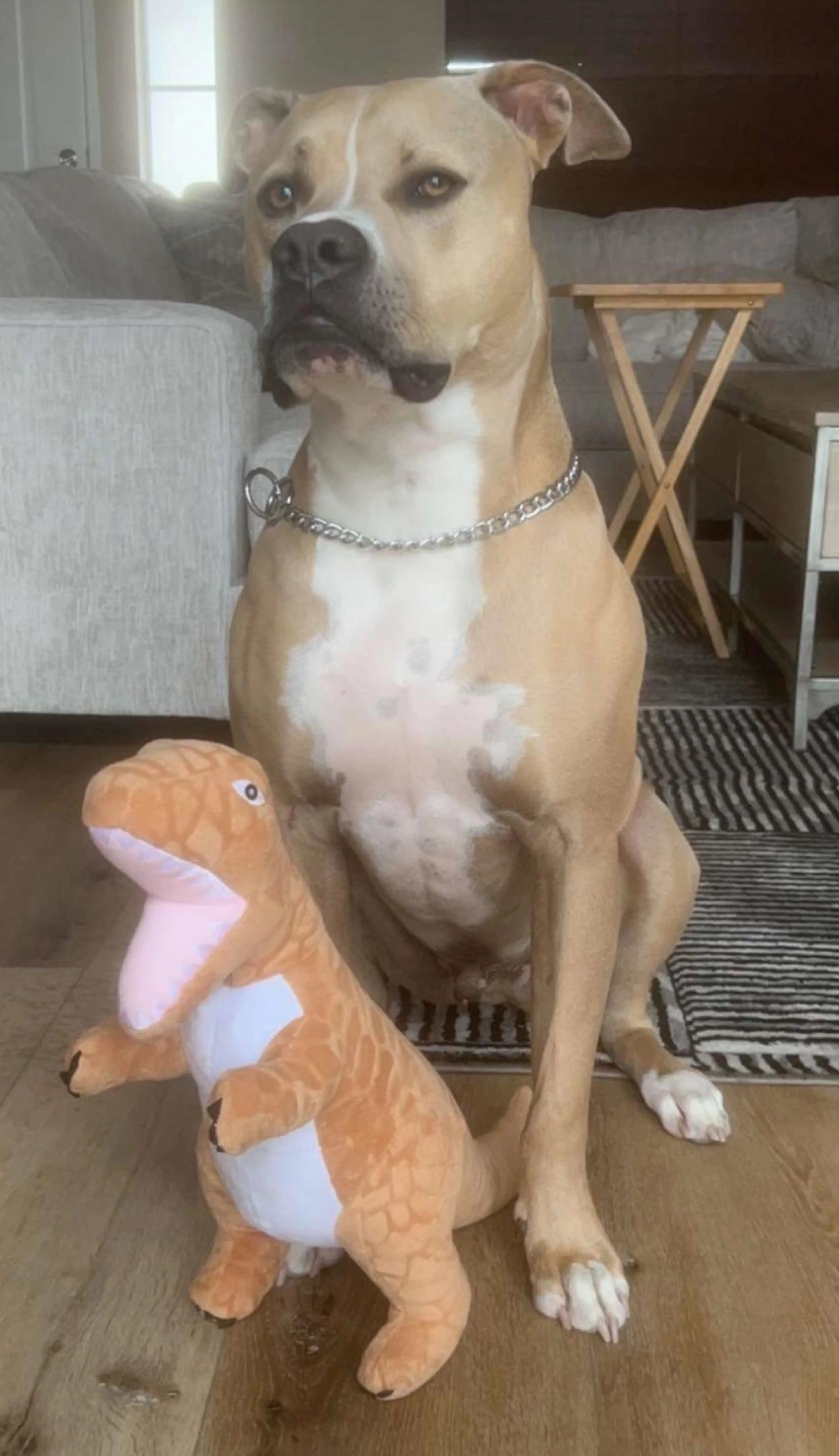 Found pet-3