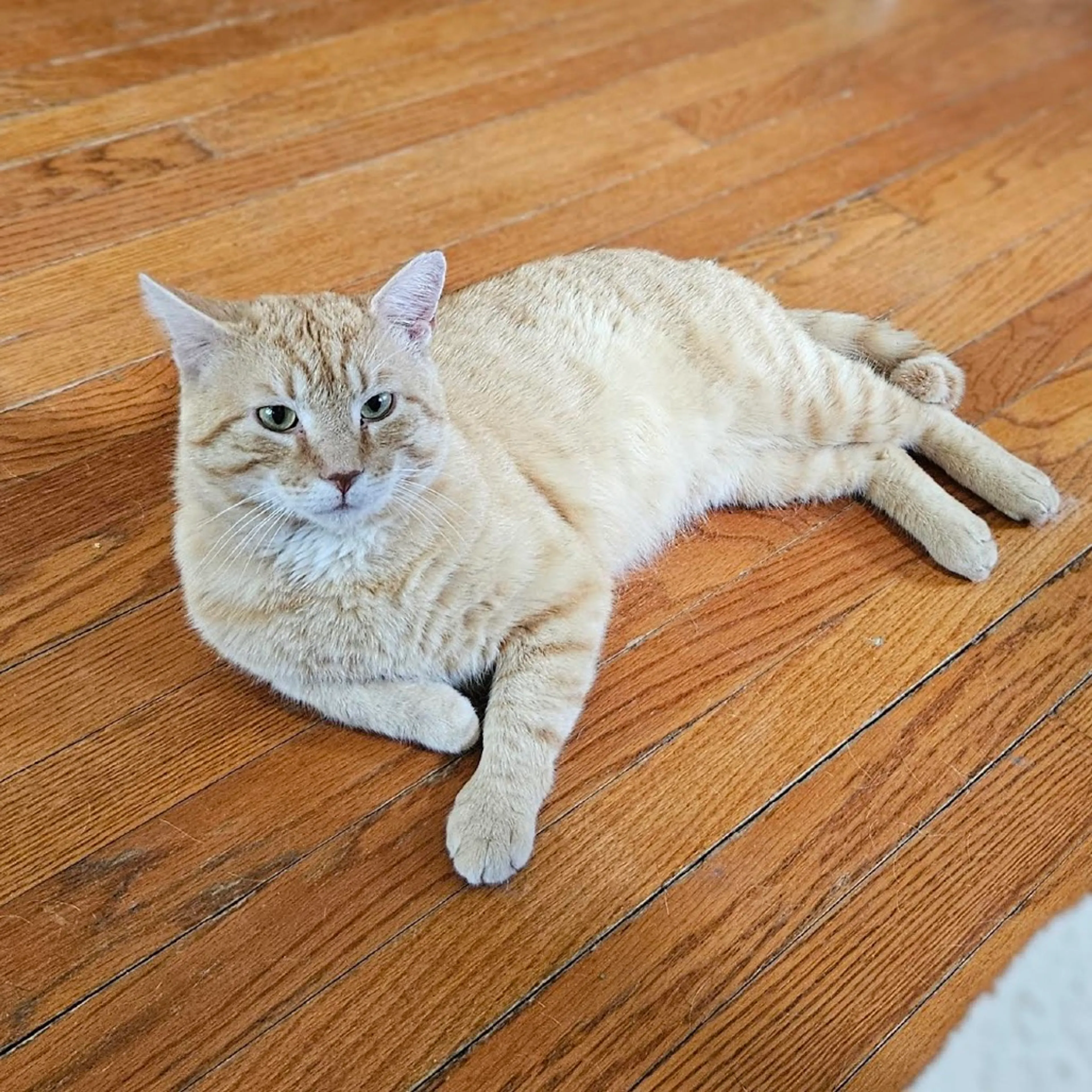 Found pet-4