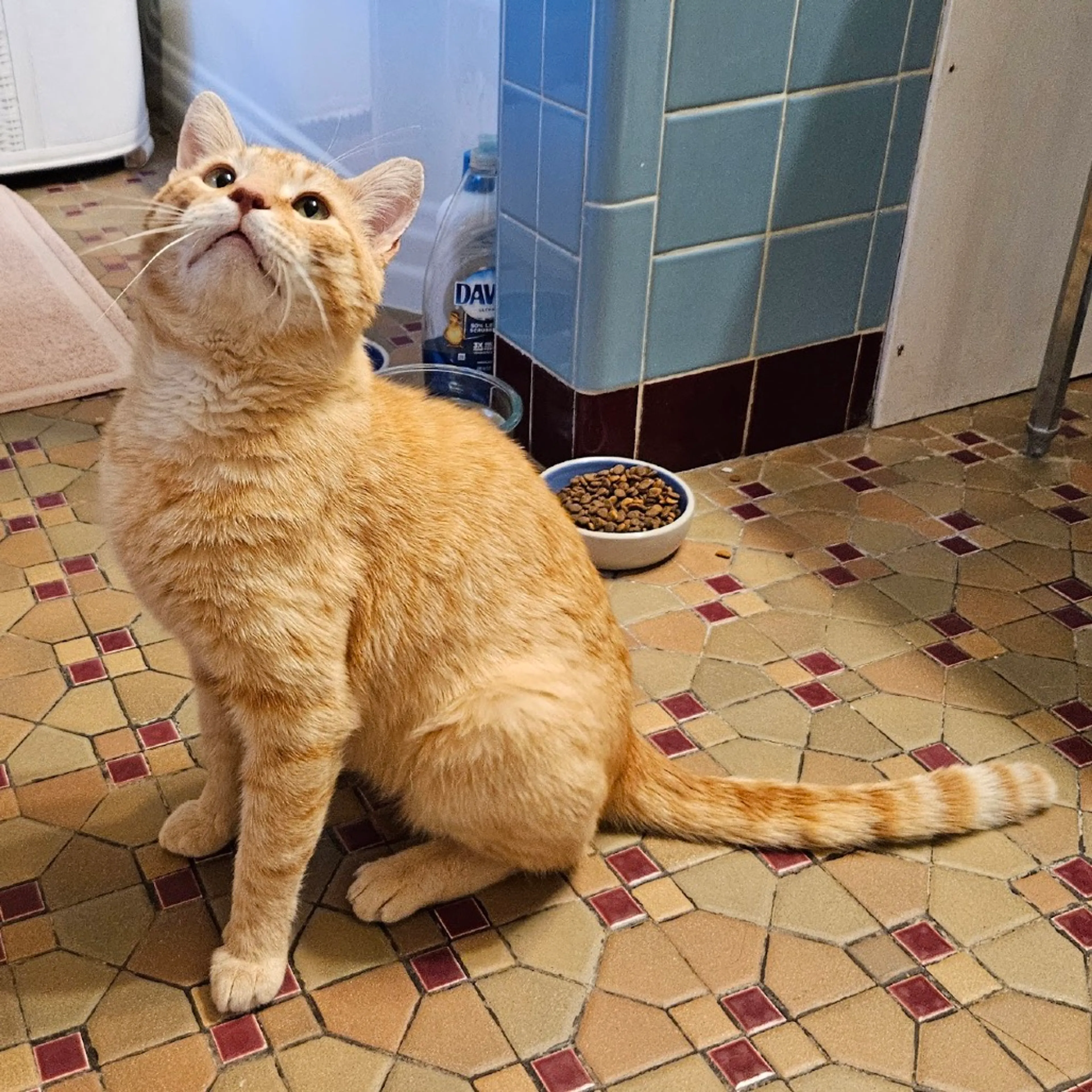 Found pet-8