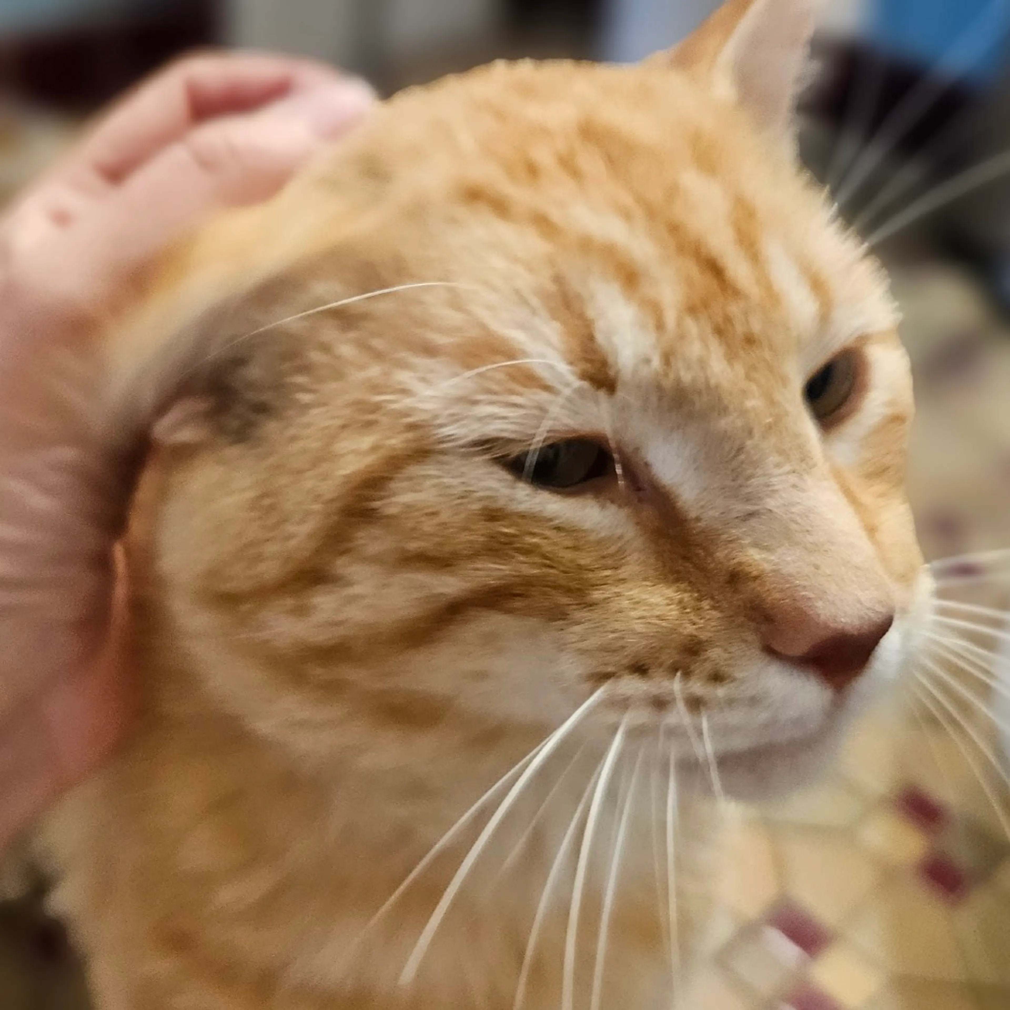 Found pet-9