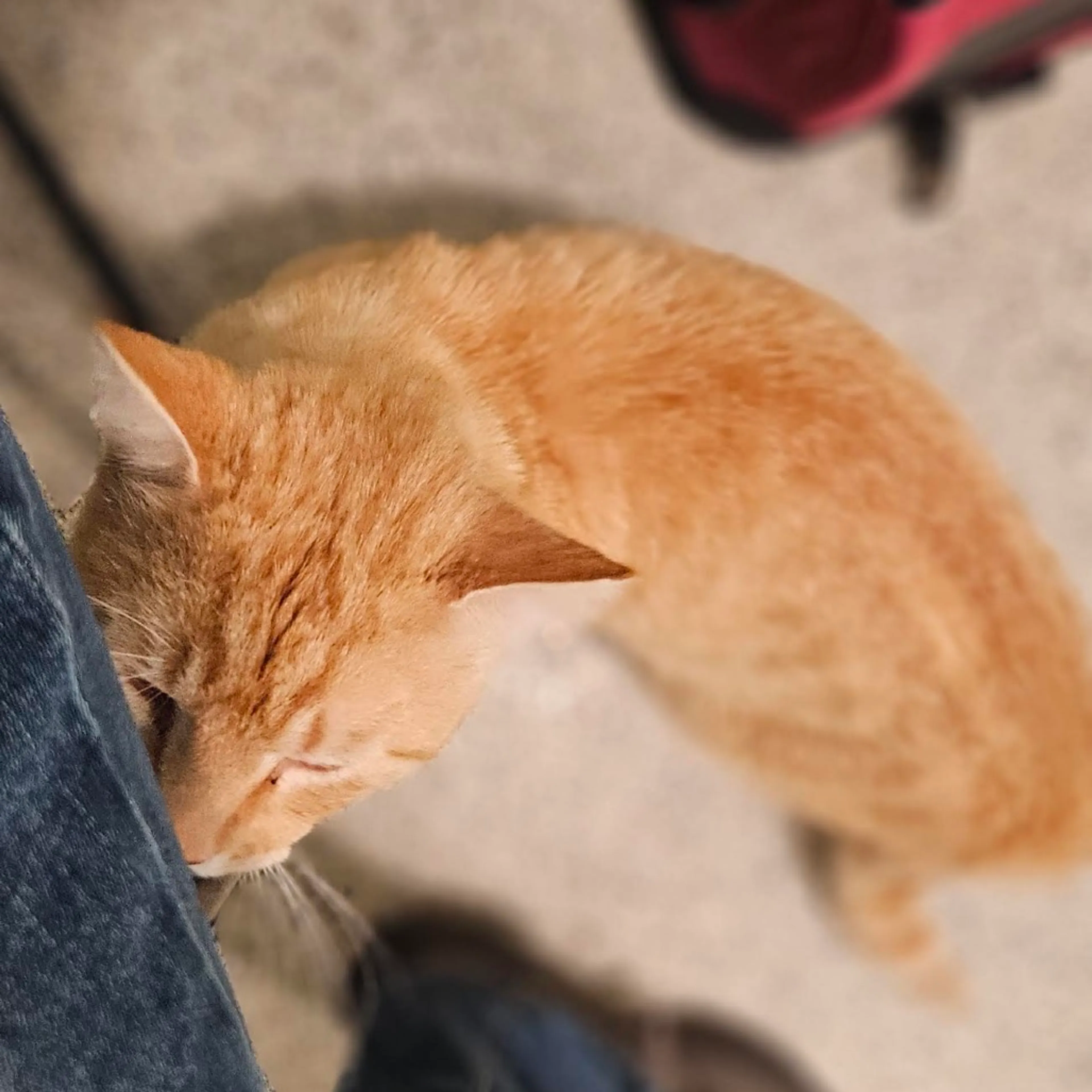 Found pet-5