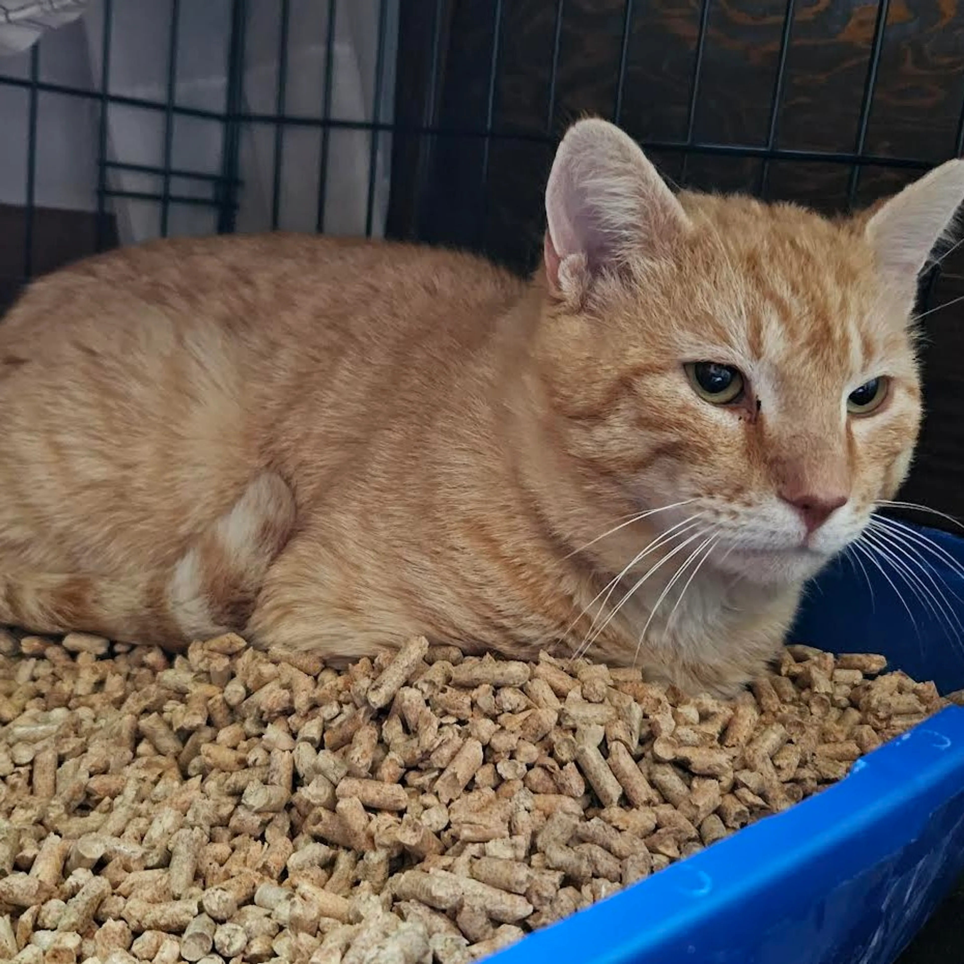 Found pet-1