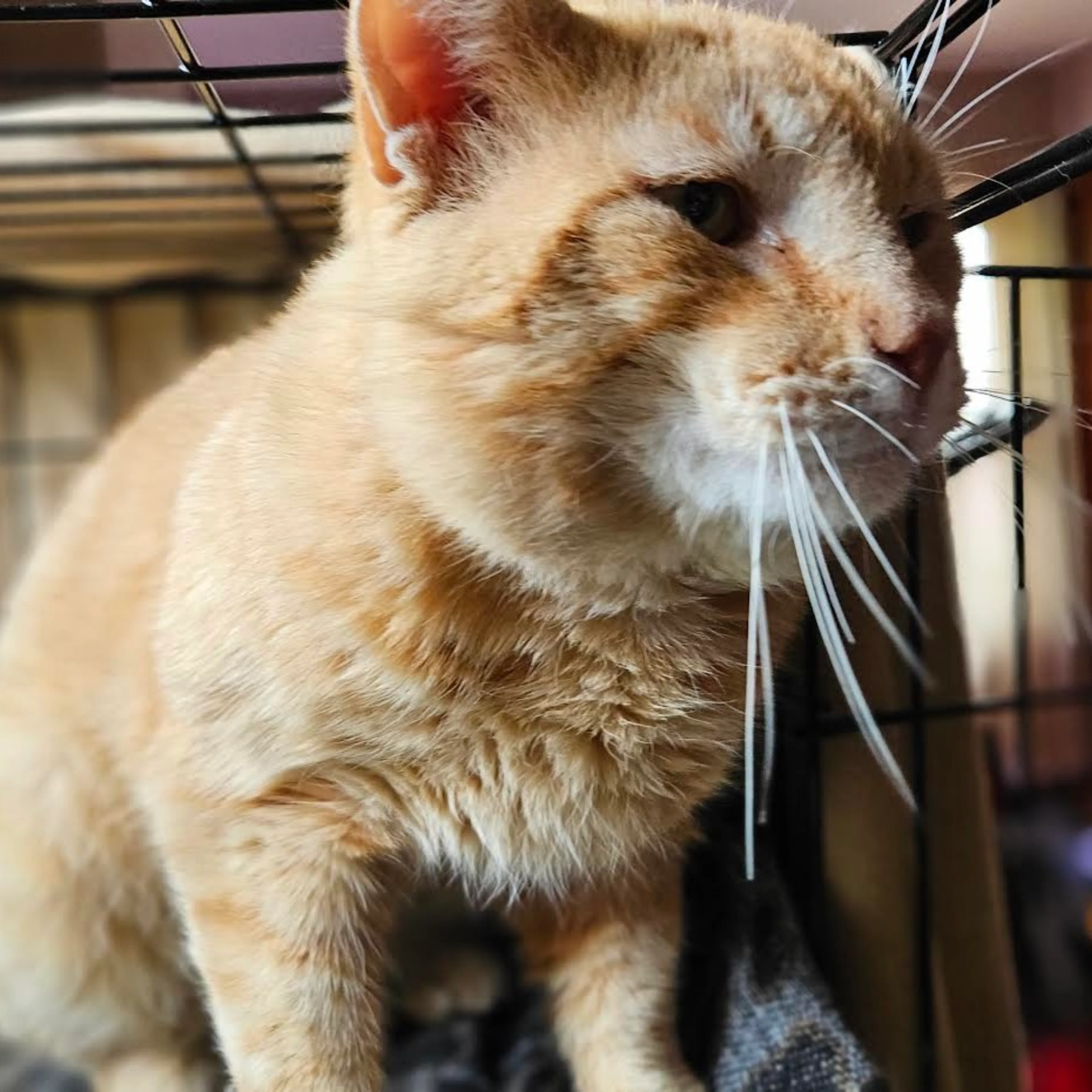 Found pet-2