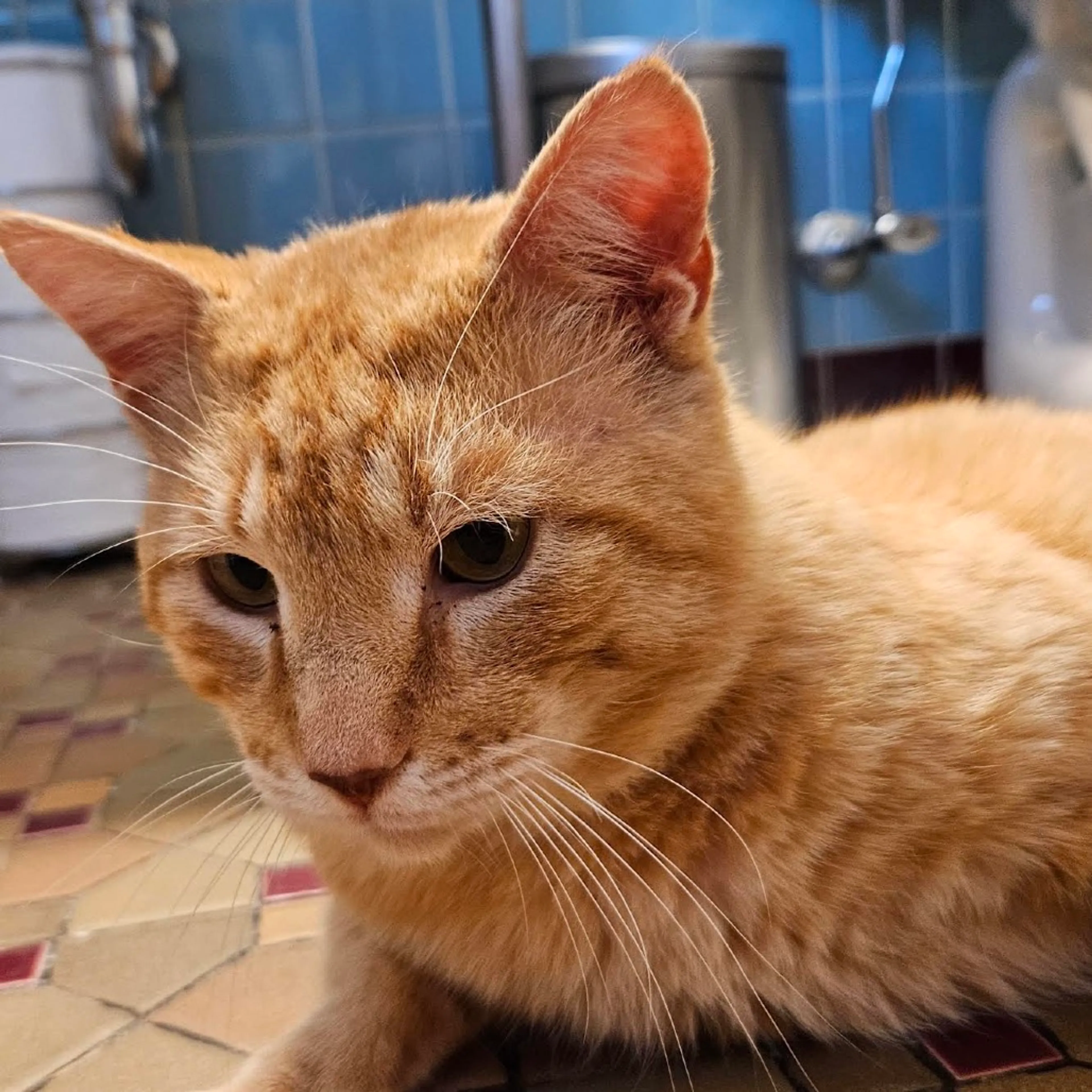 Found pet-6