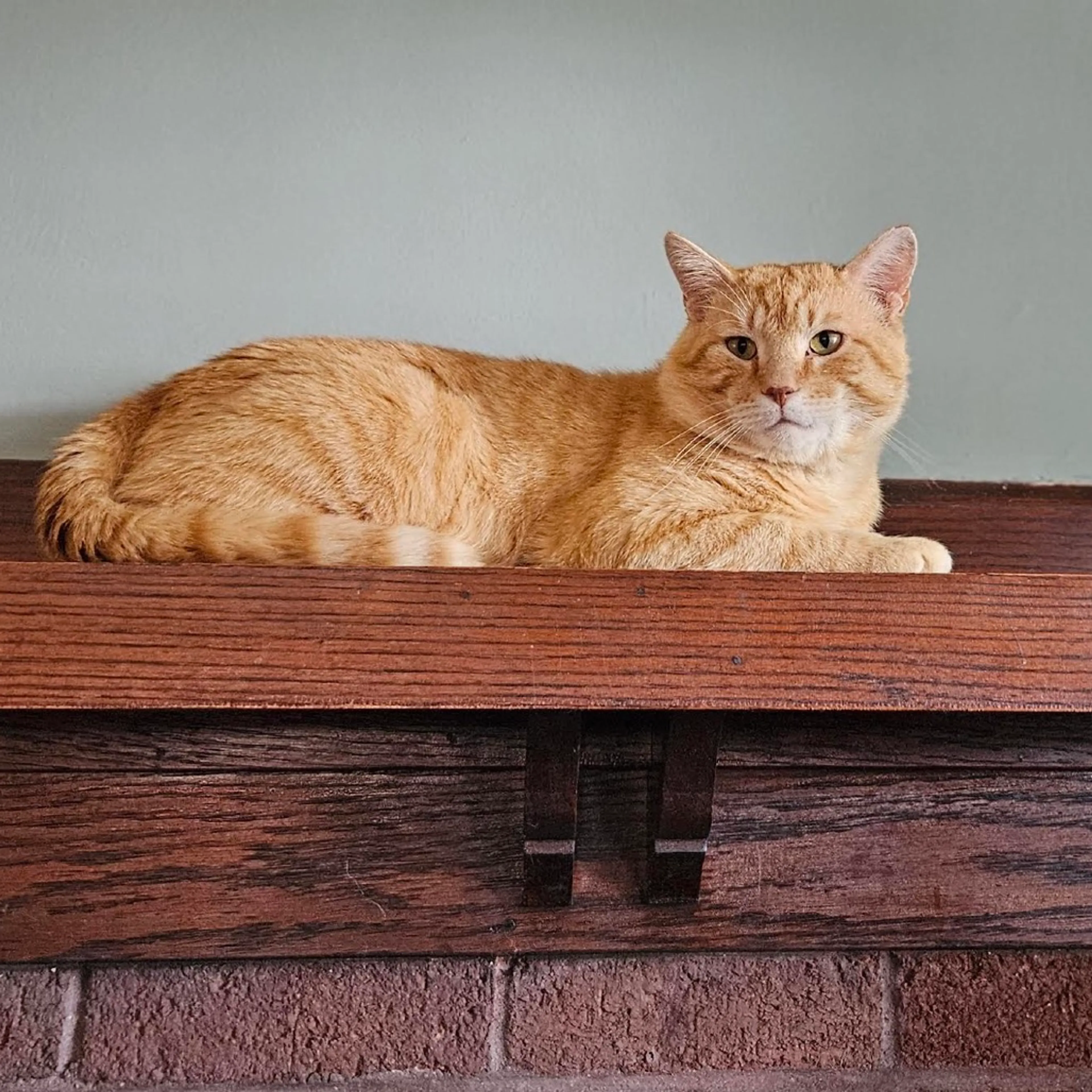 Found pet-7
