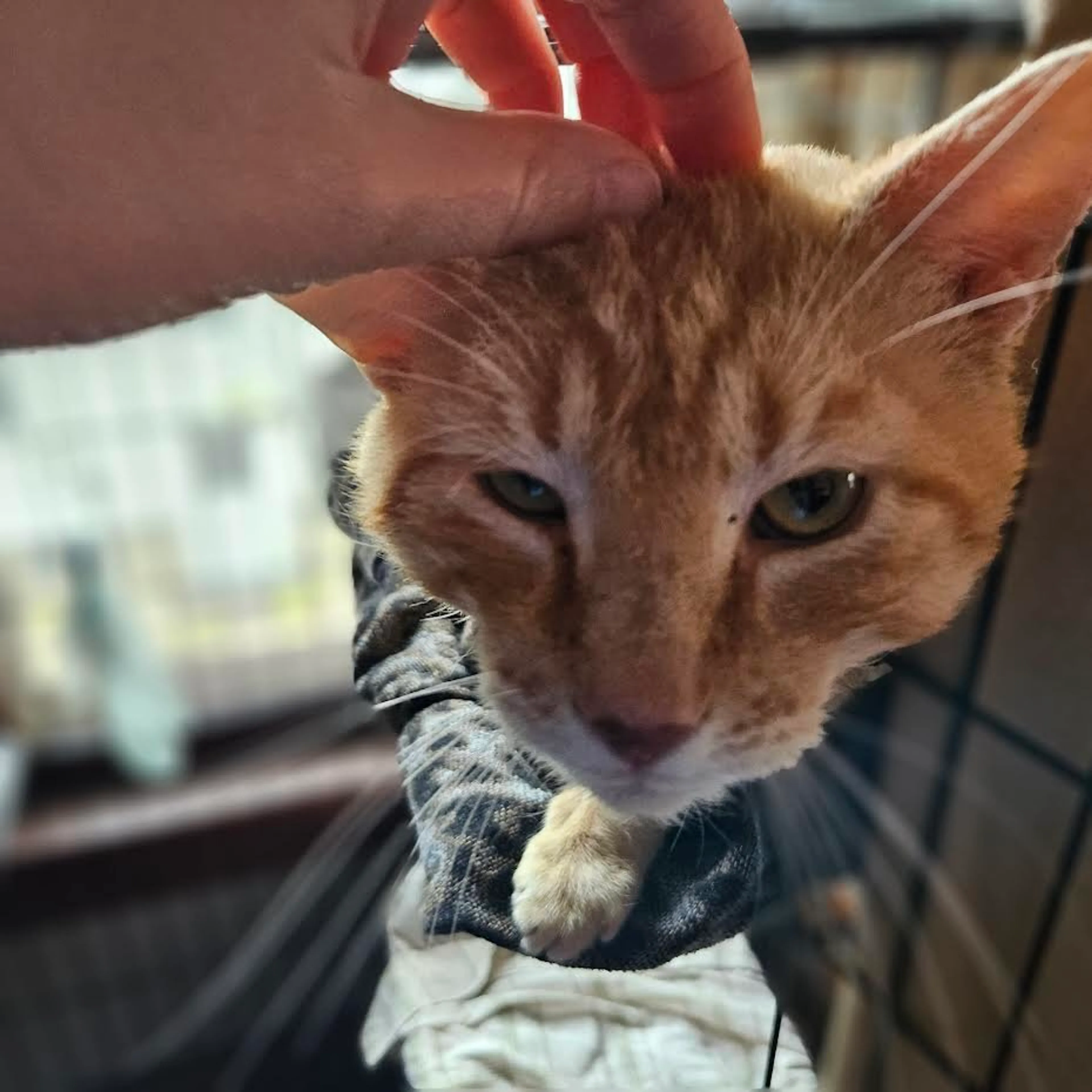 Found pet-3