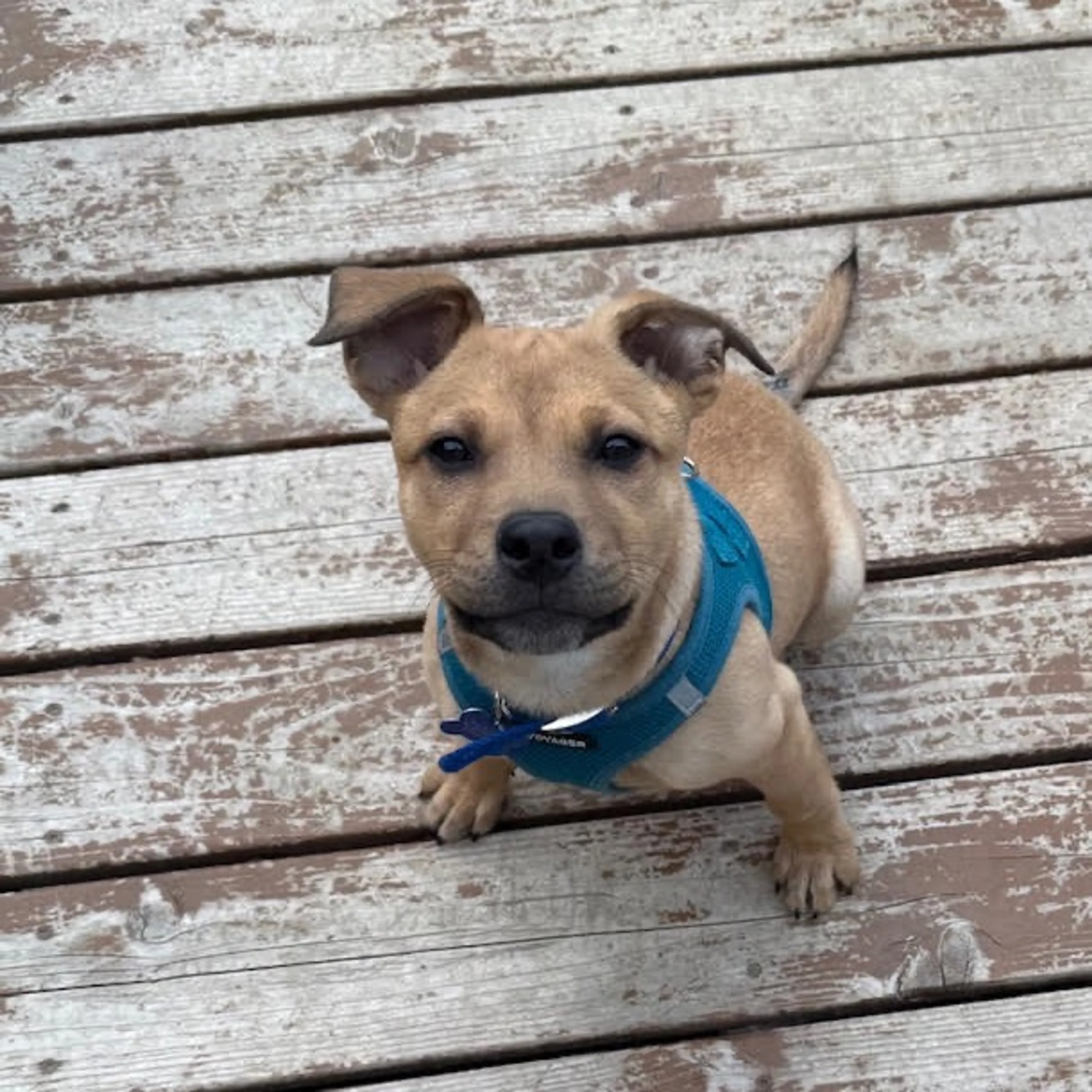 Found pet-8