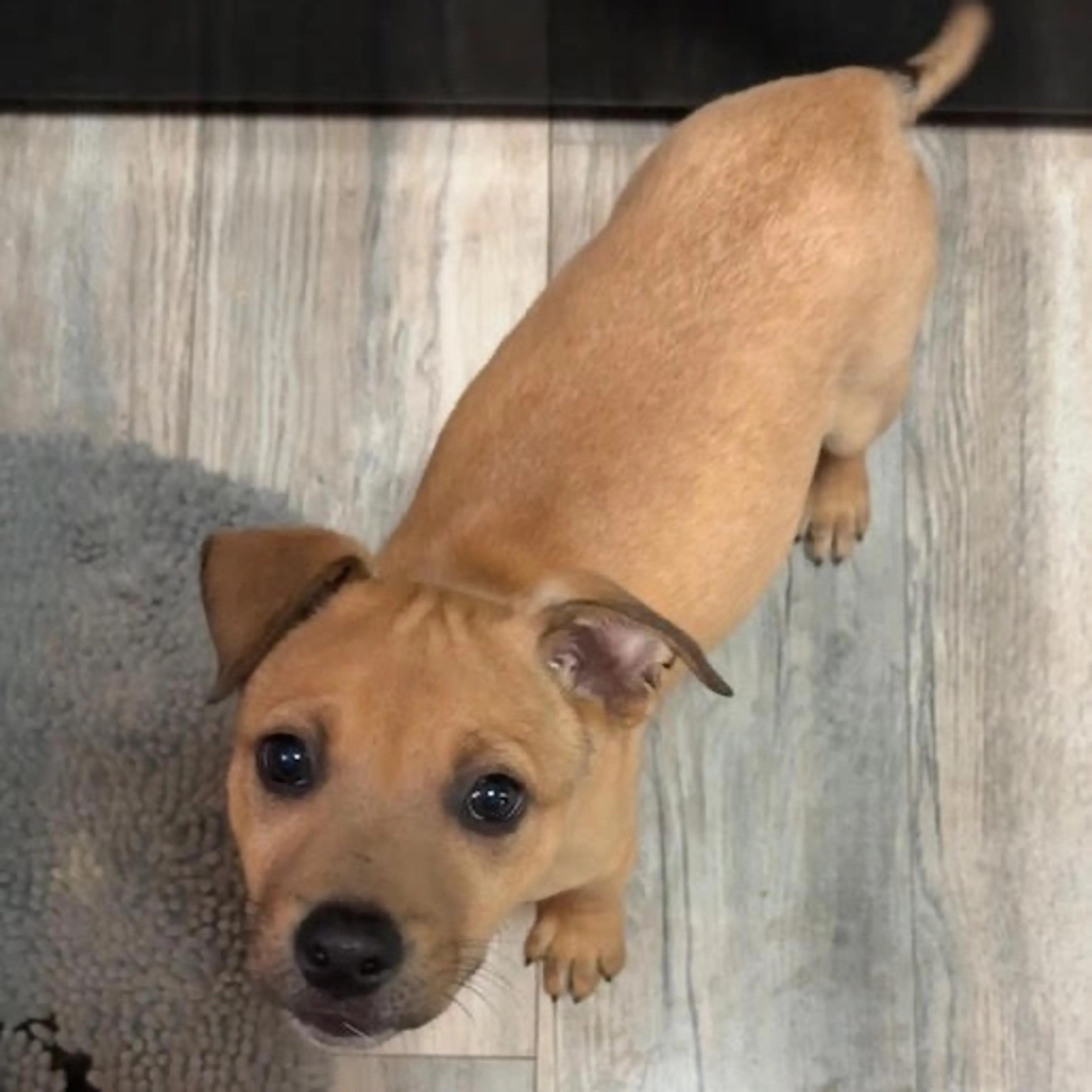 Found pet-7
