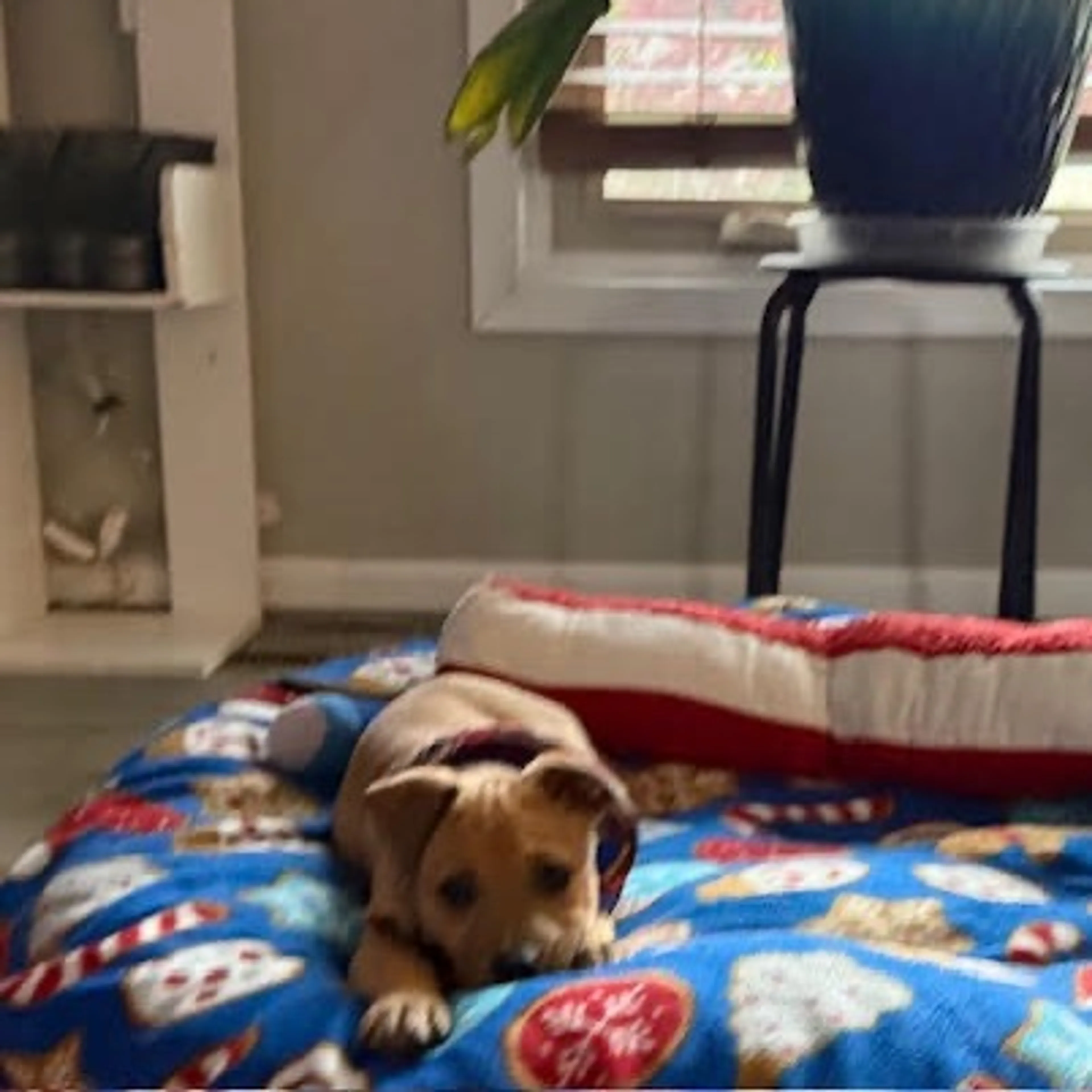 Found pet-3
