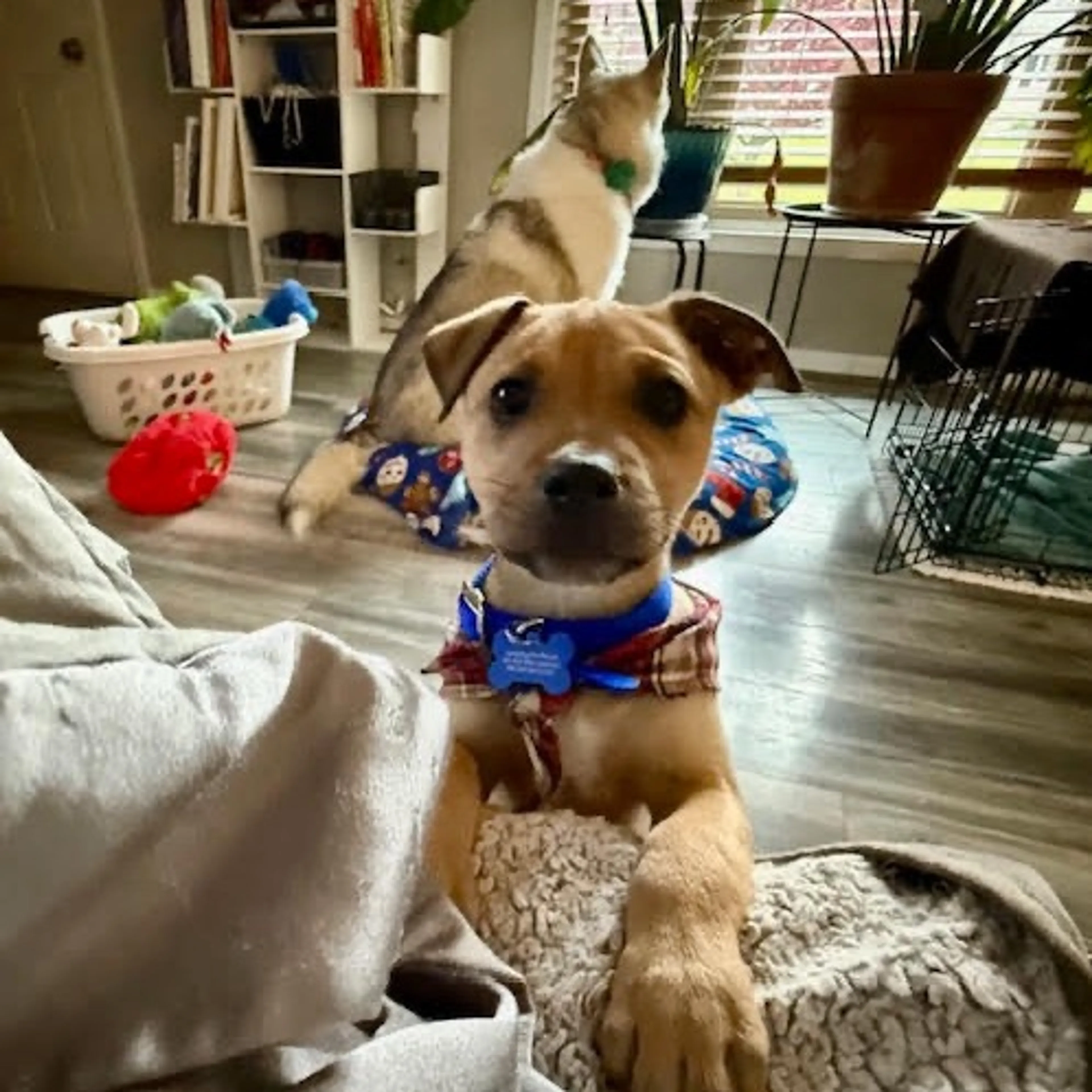 Found pet-2