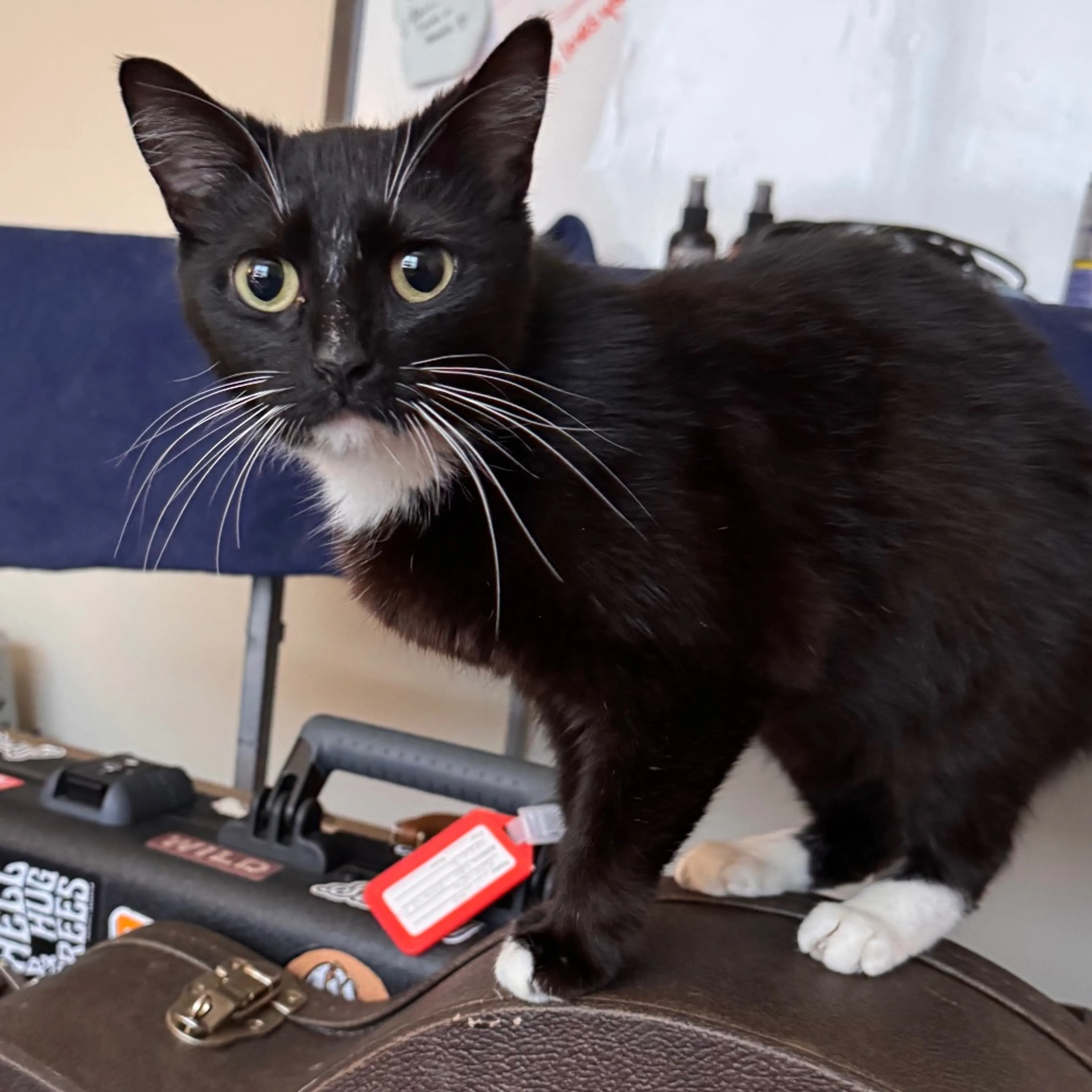 Found pet-1