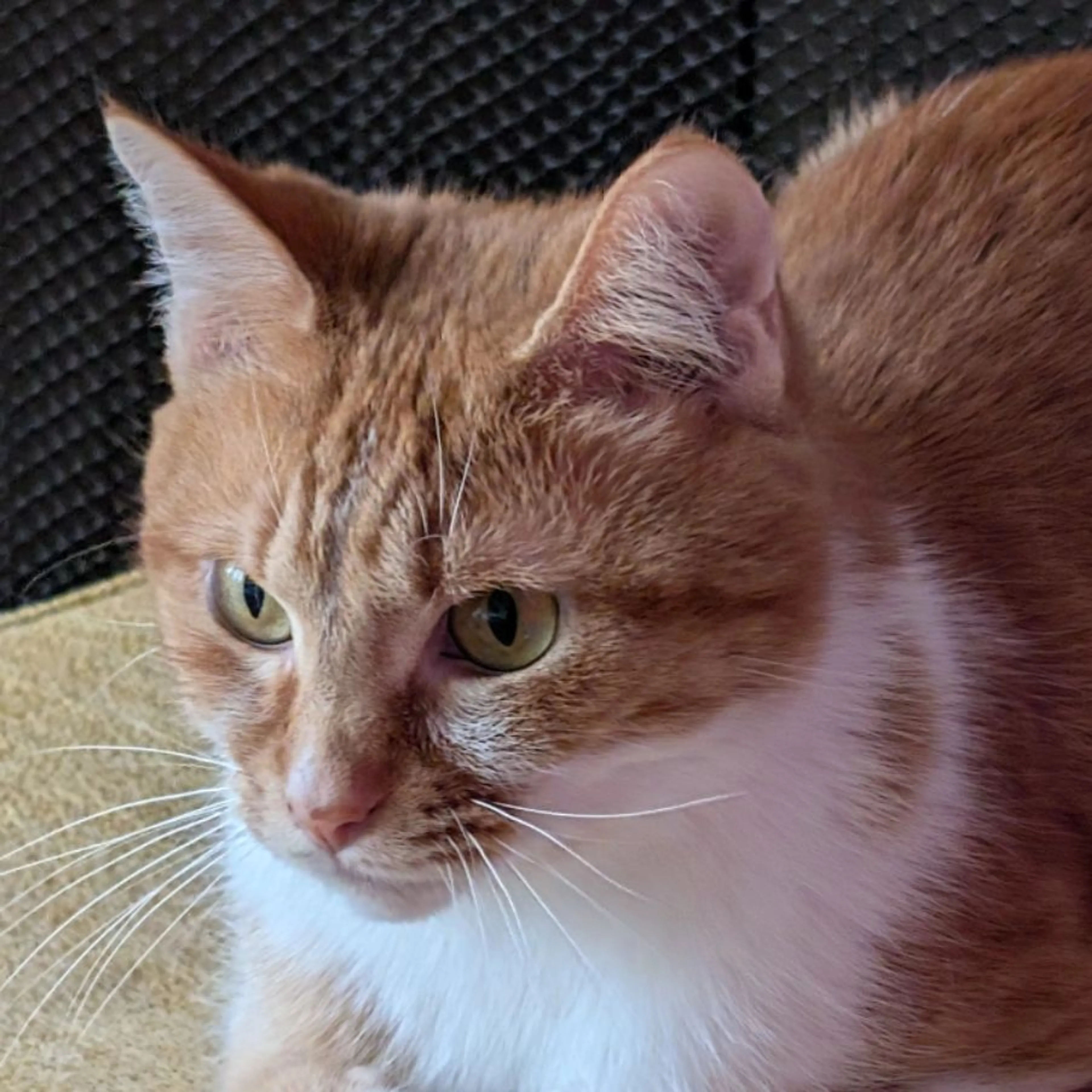 Lost pet-0
