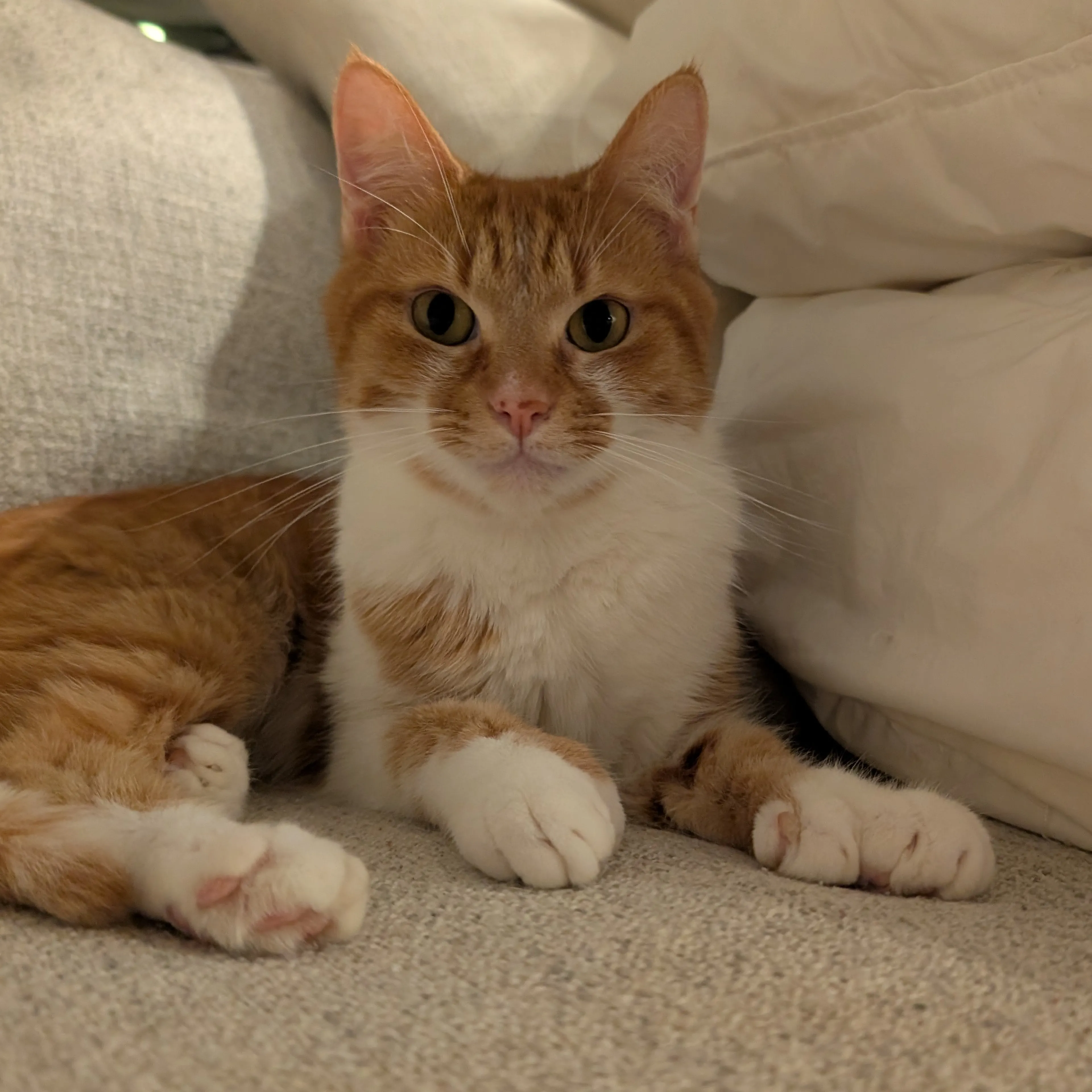 Lost pet-1