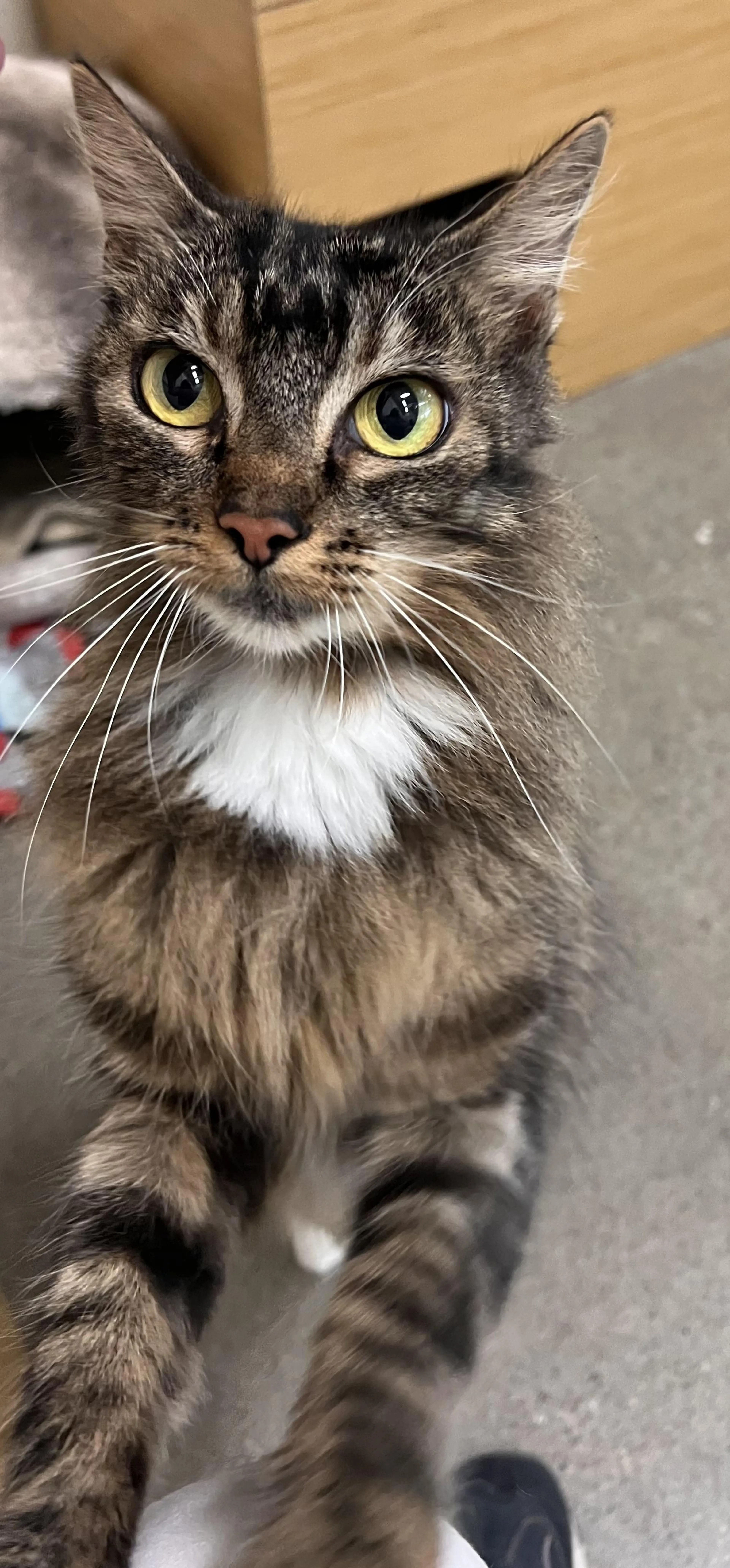 Found pet-3